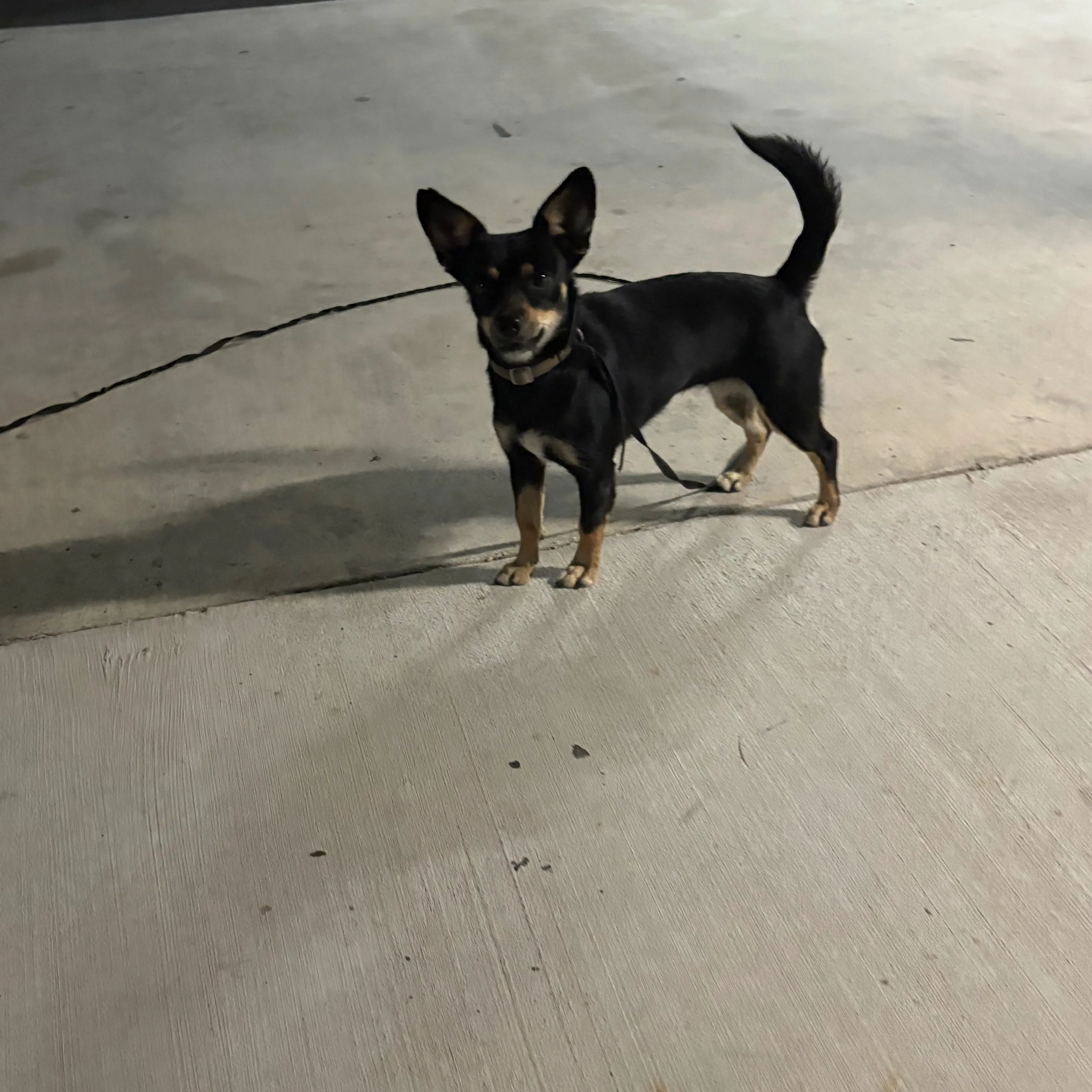Lost pet-1