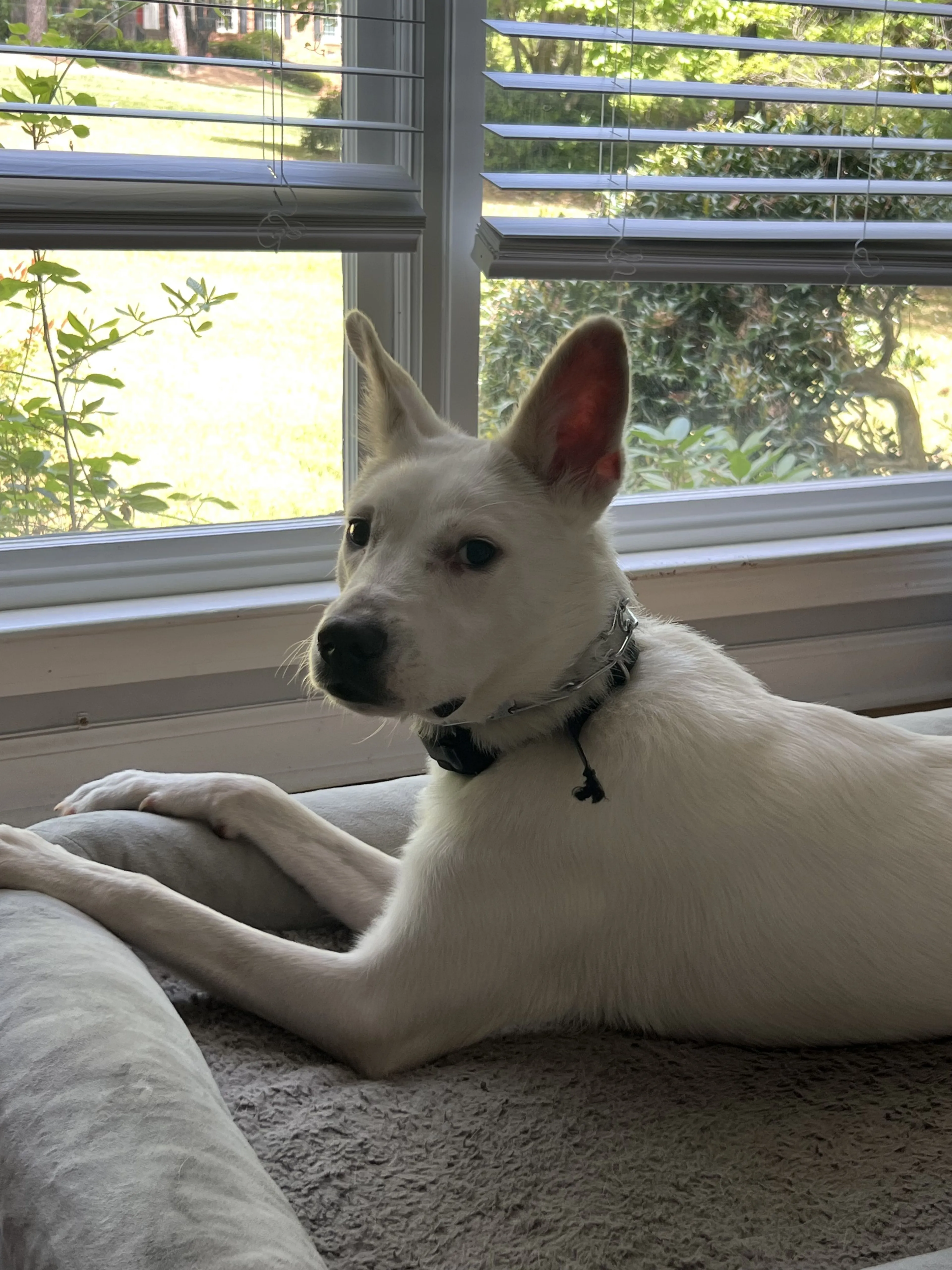 Lost pet