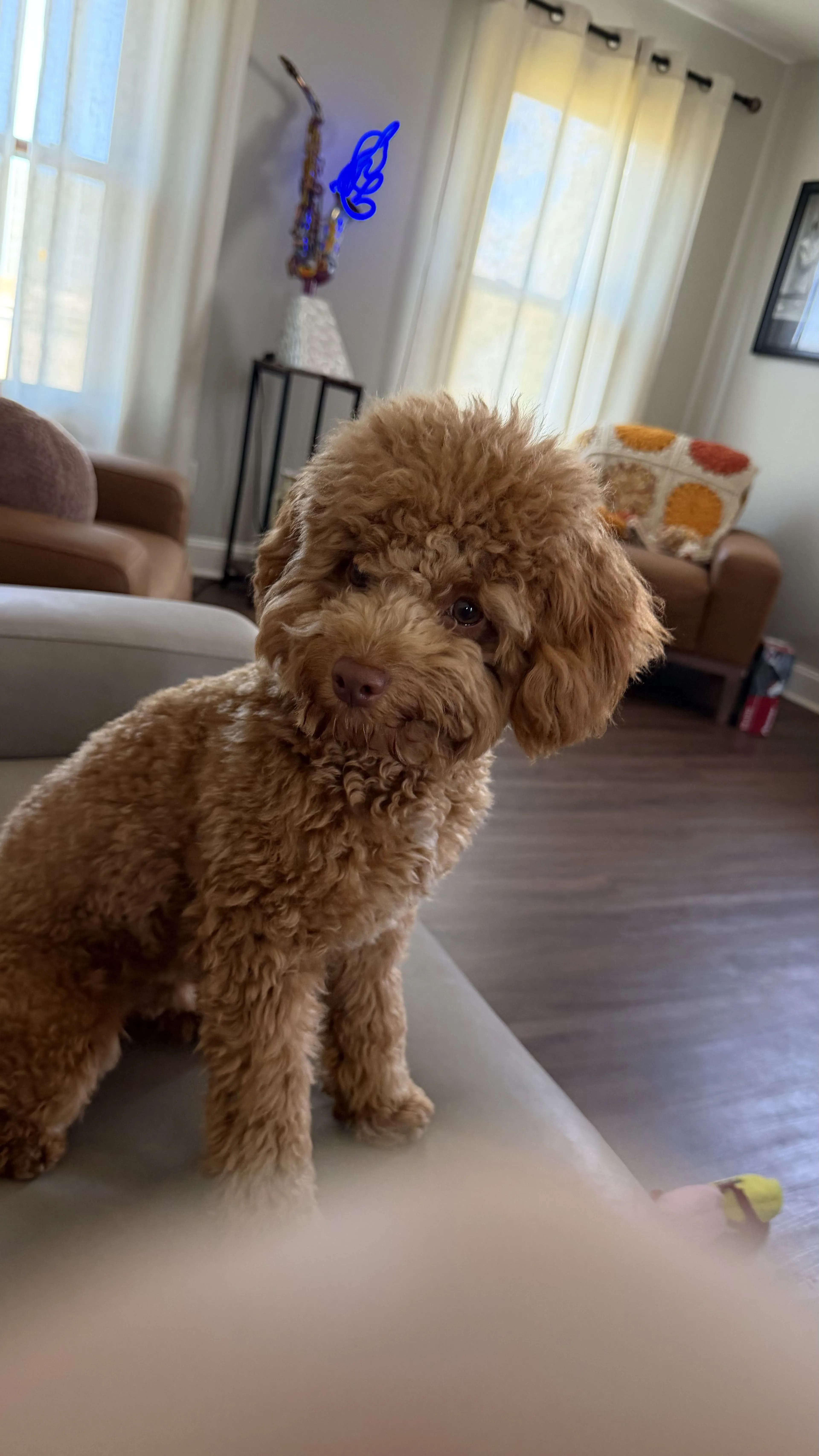 Lost pet