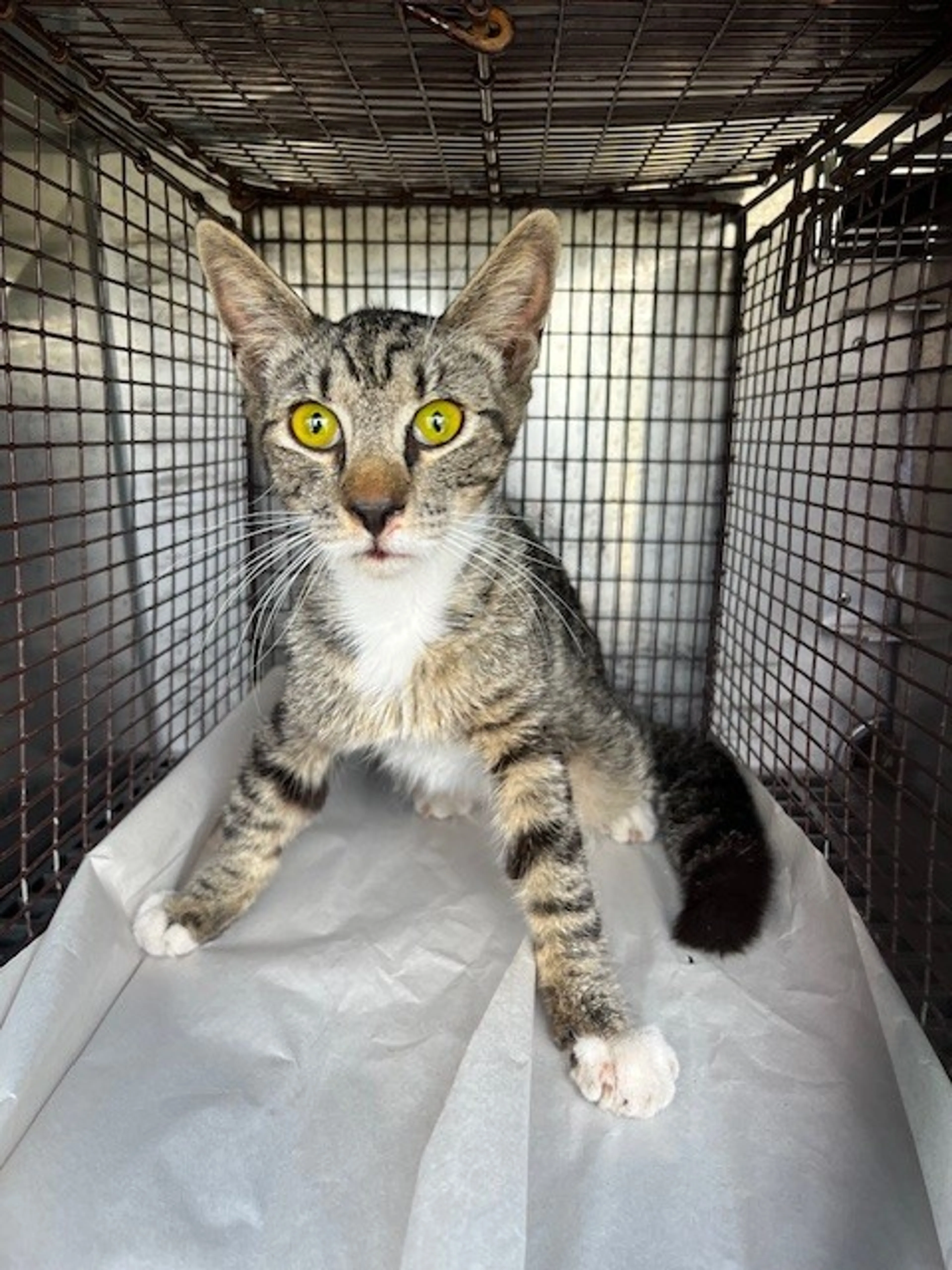 Found pet