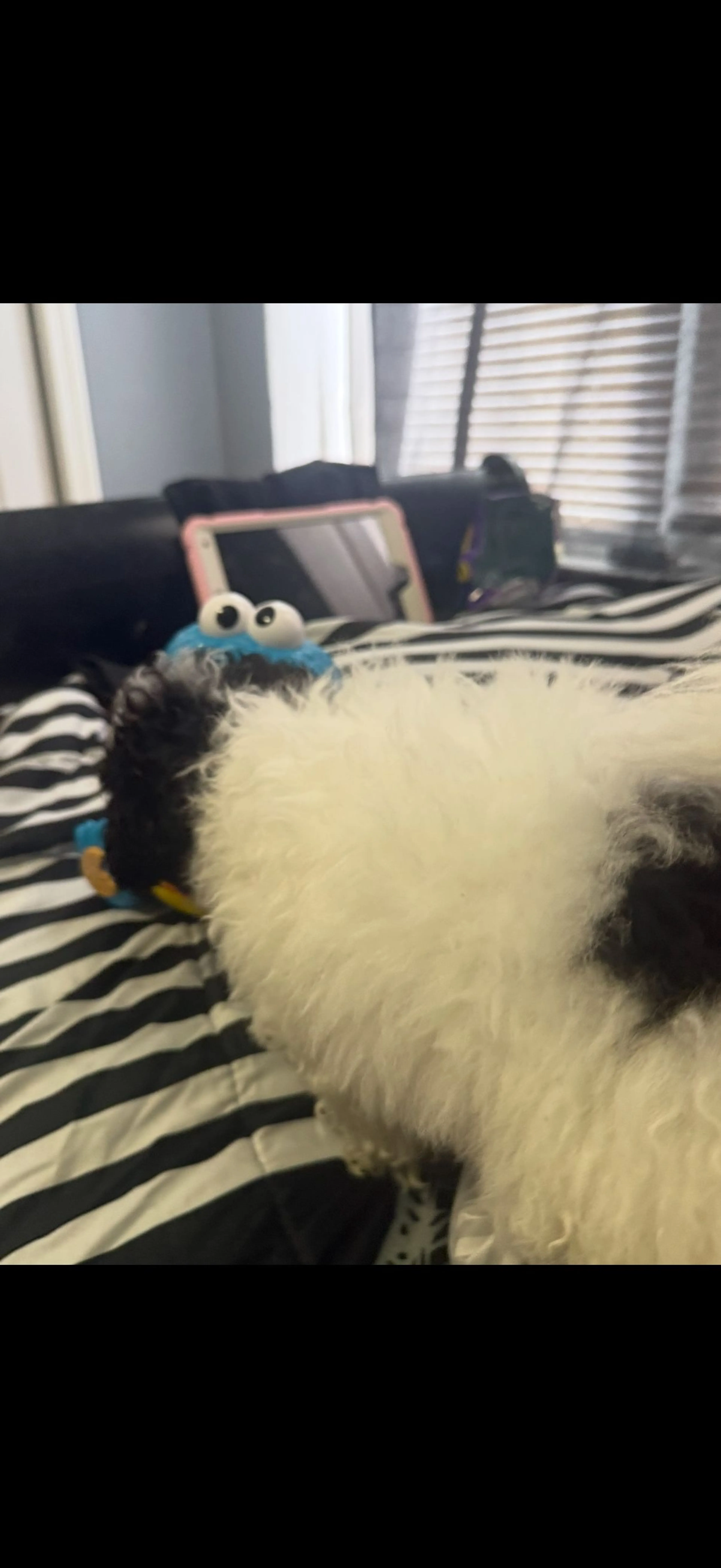 Lost pet-1