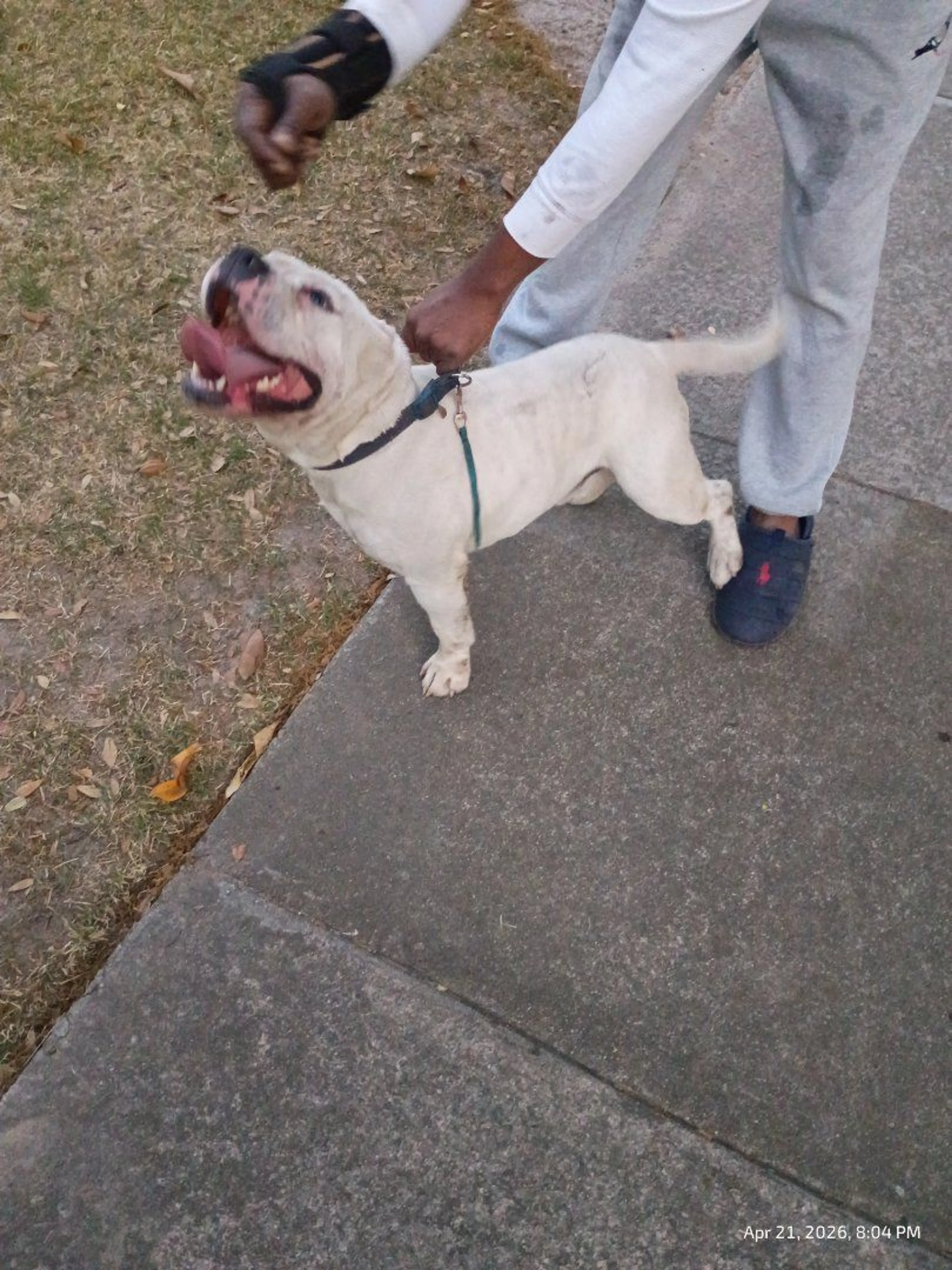 Lost pet-0