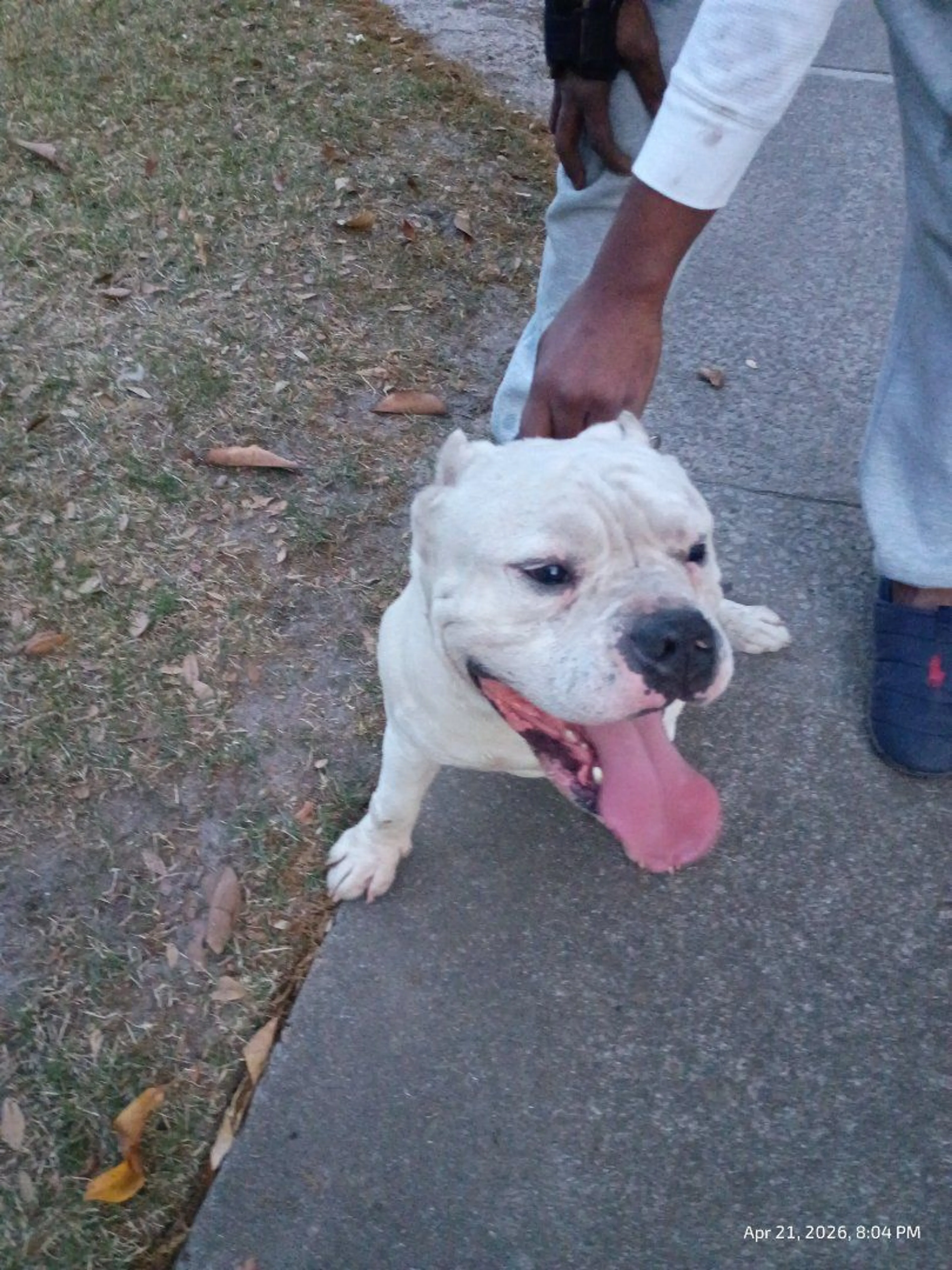 Lost pet-1