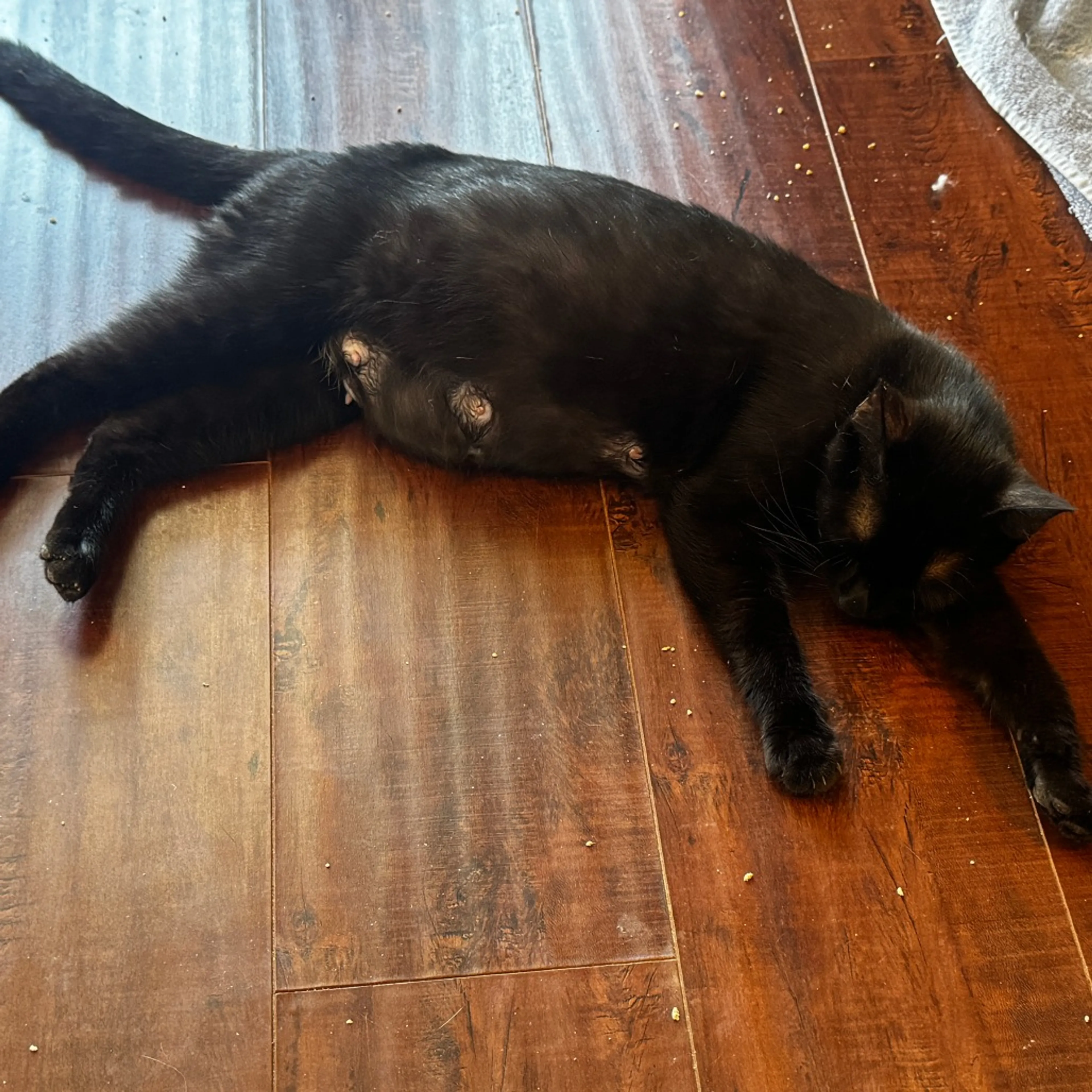 Found pet-4