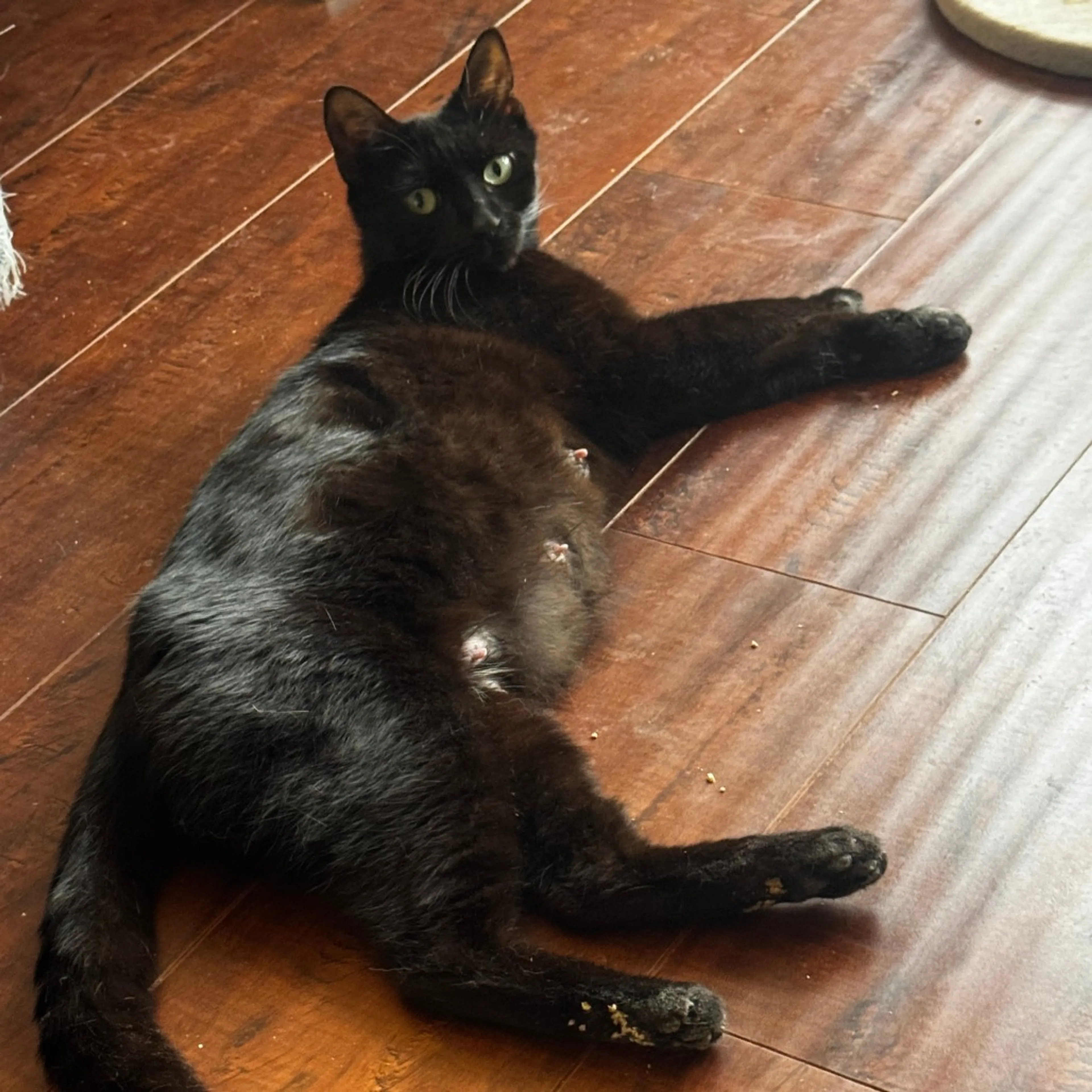 Found pet-2