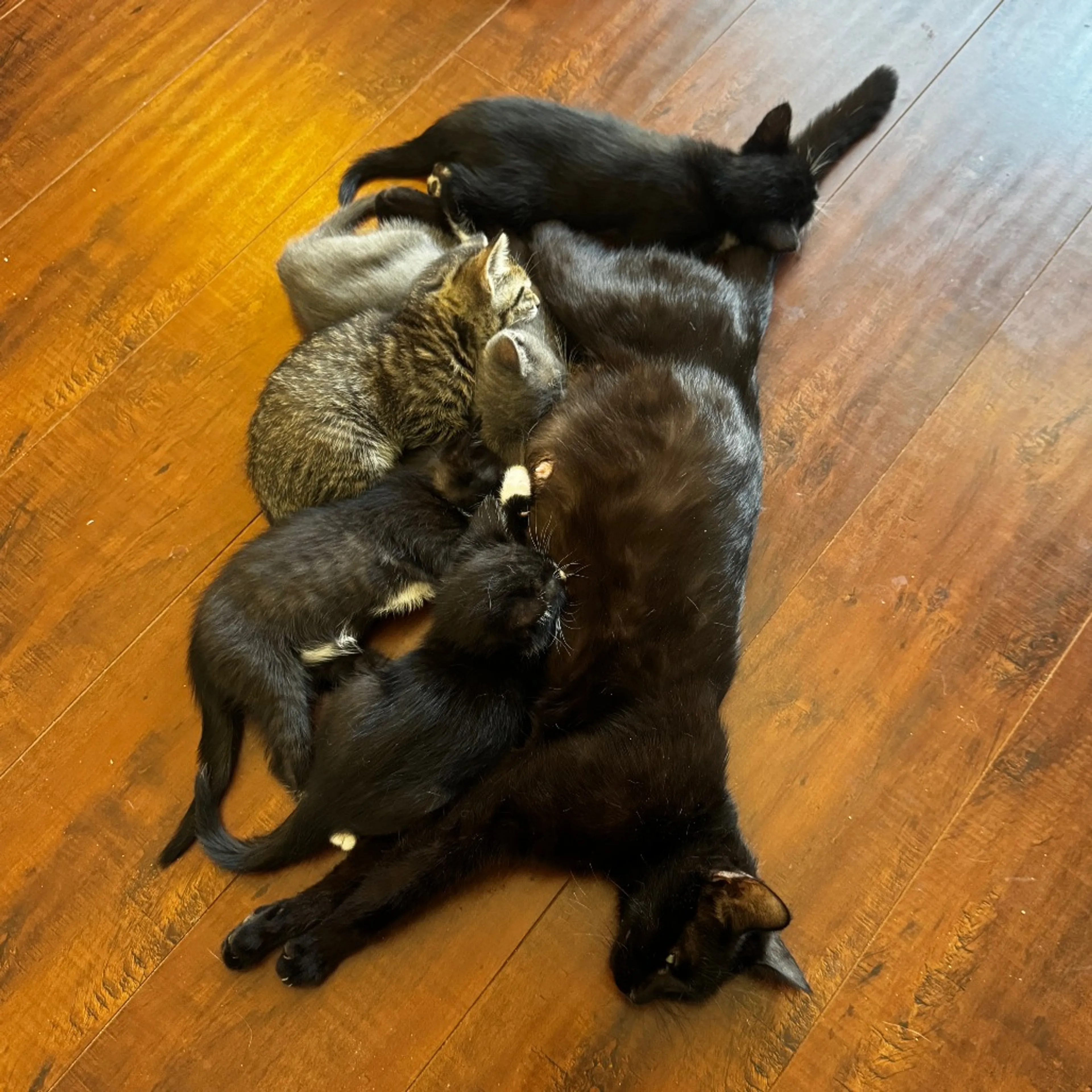 Found pet-3