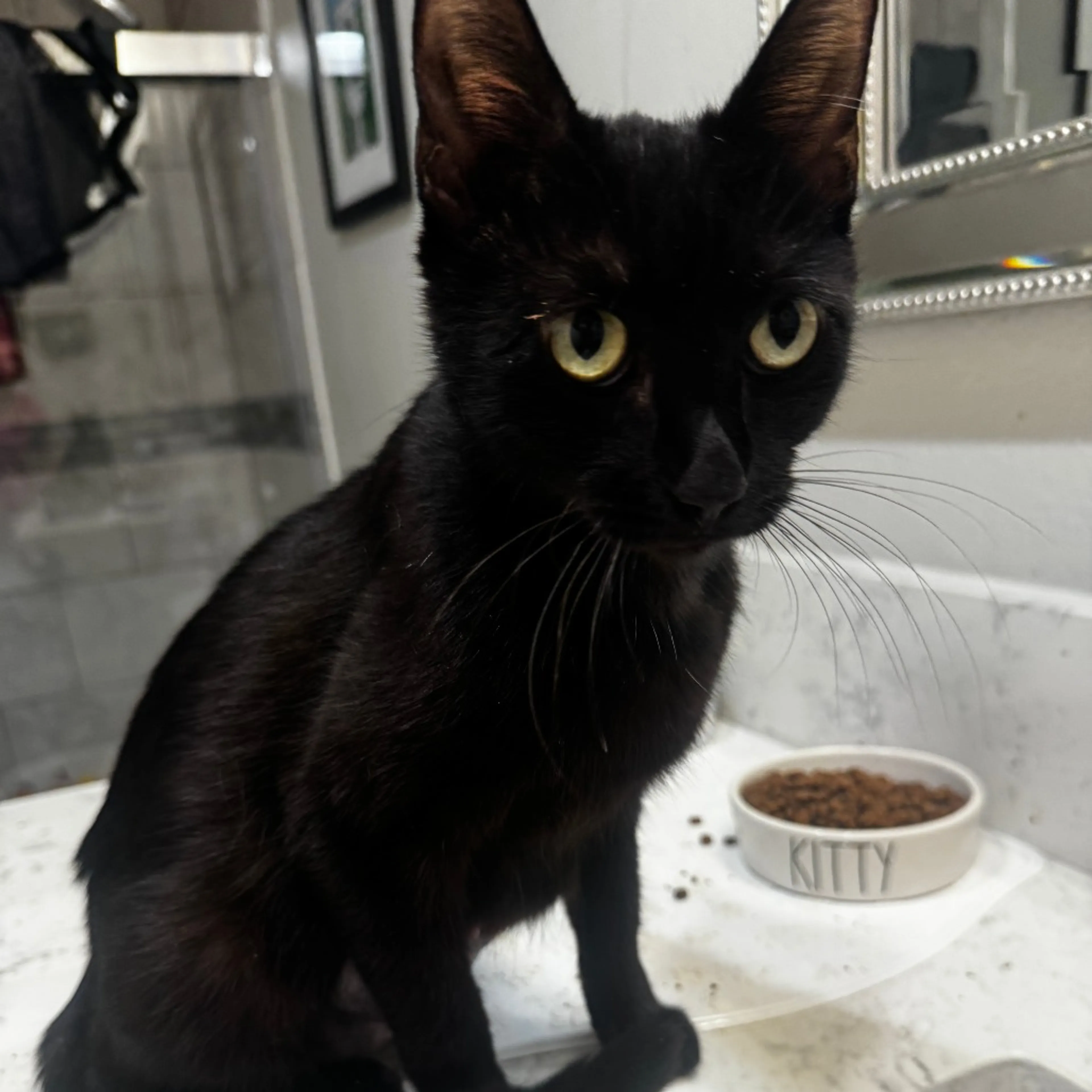 Found pet-1