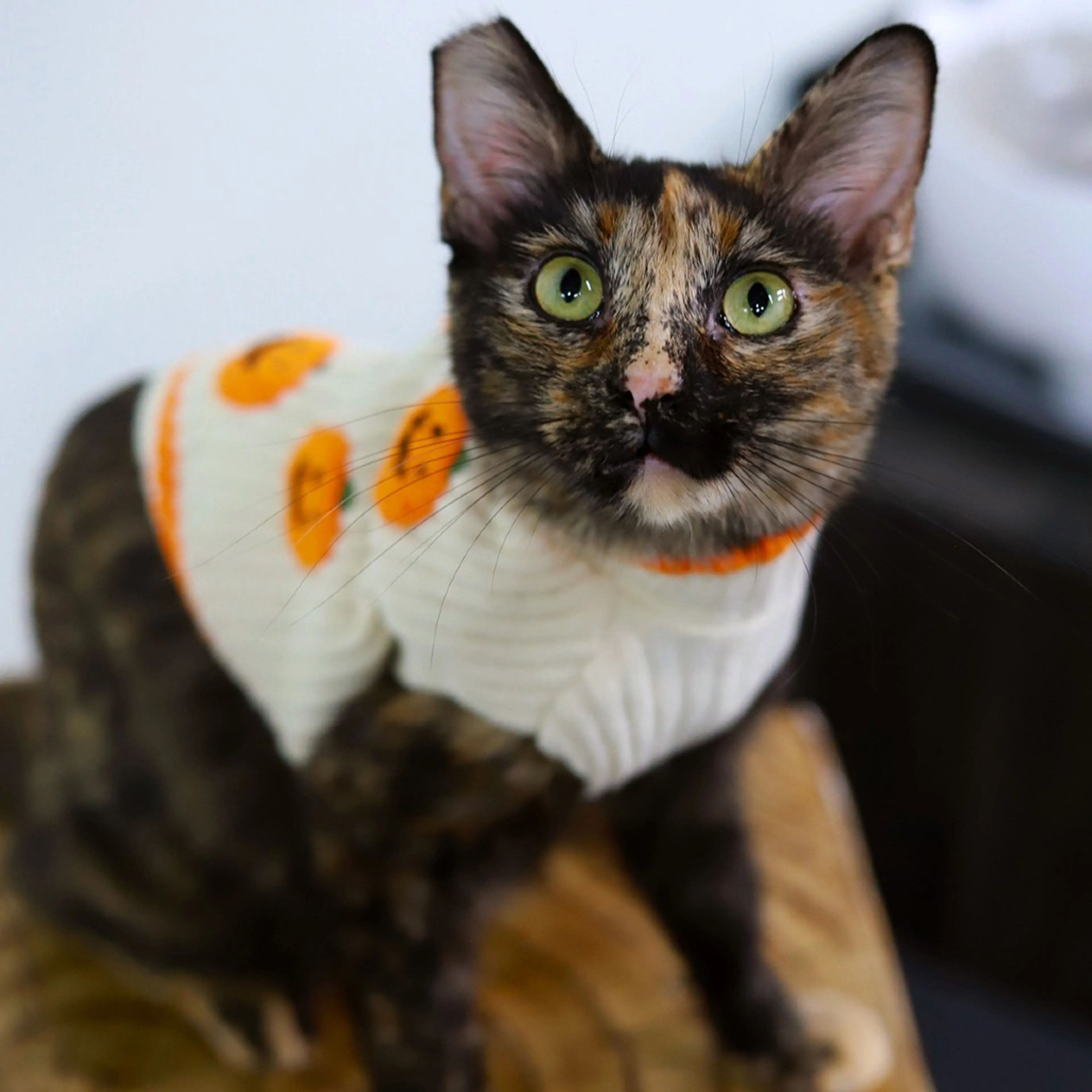 cdn image