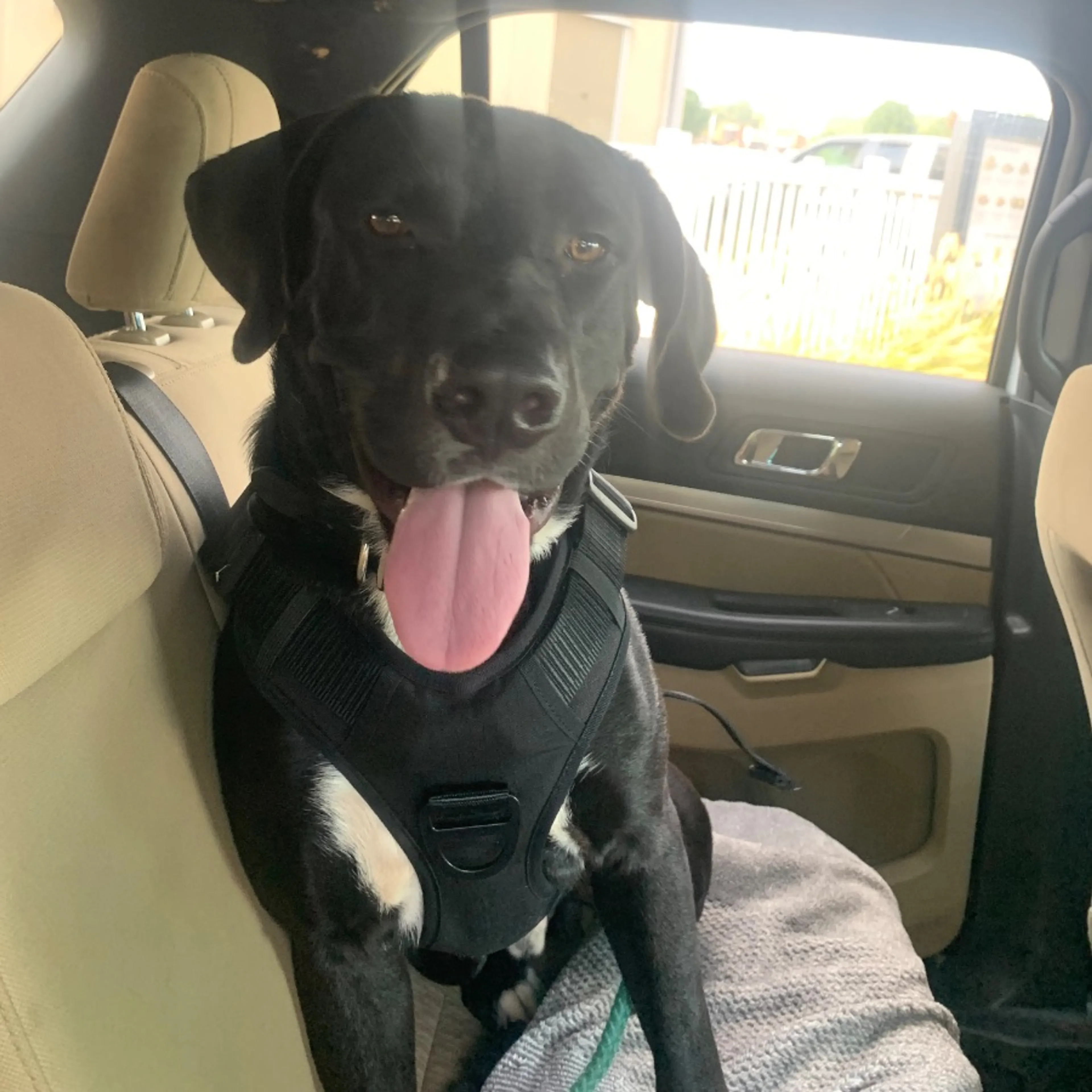 Lost pet