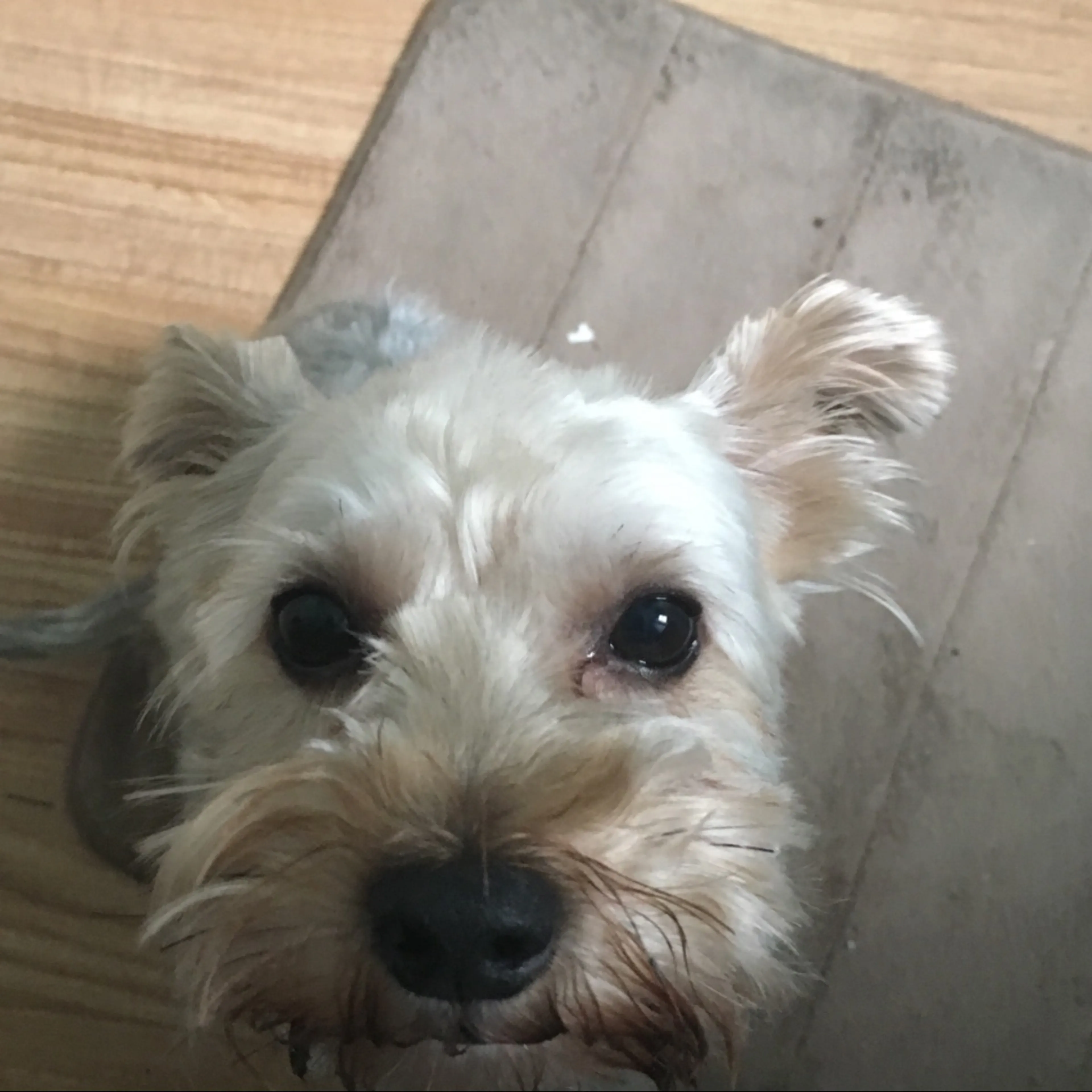Lost pet