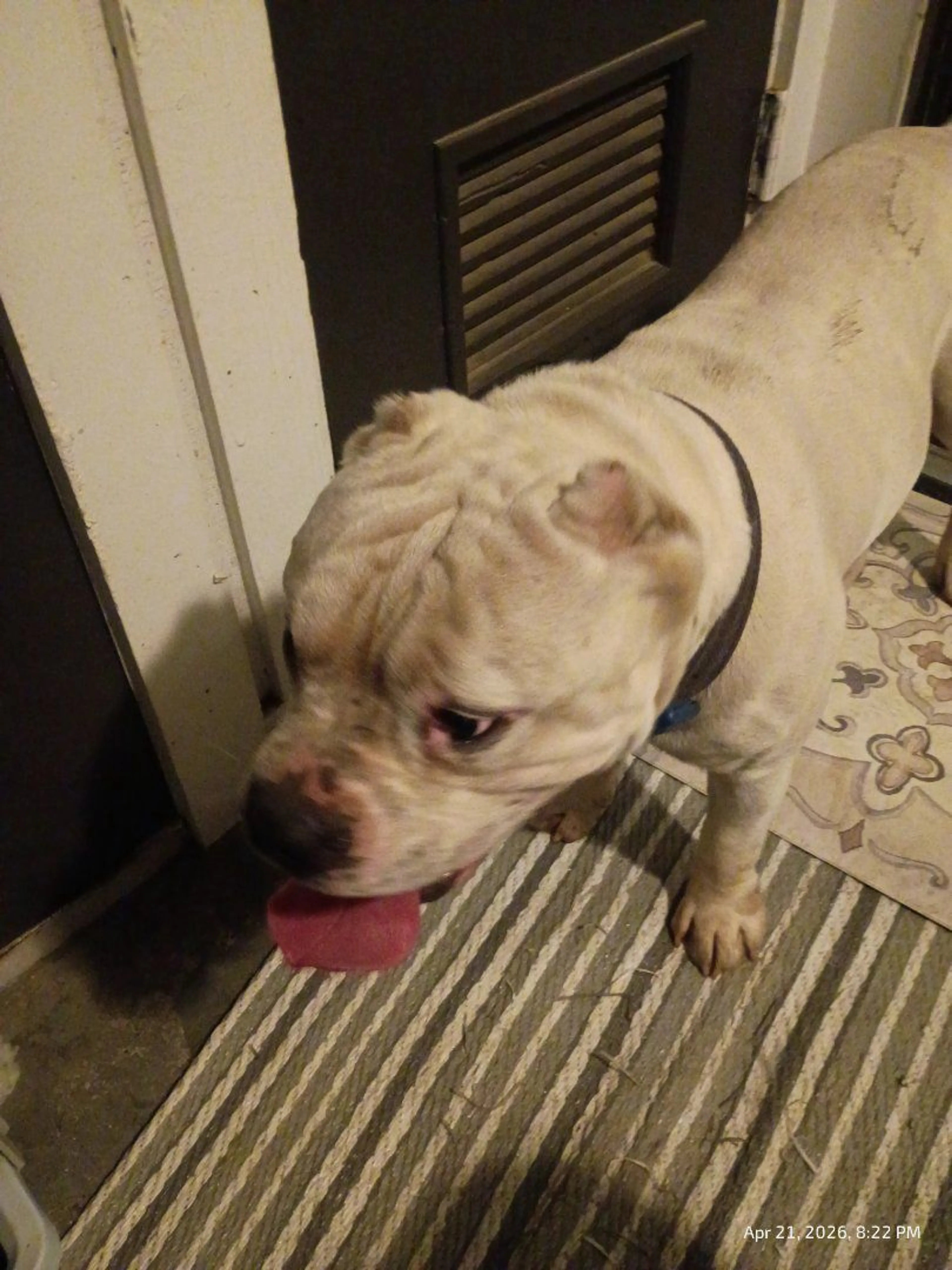 Lost pet