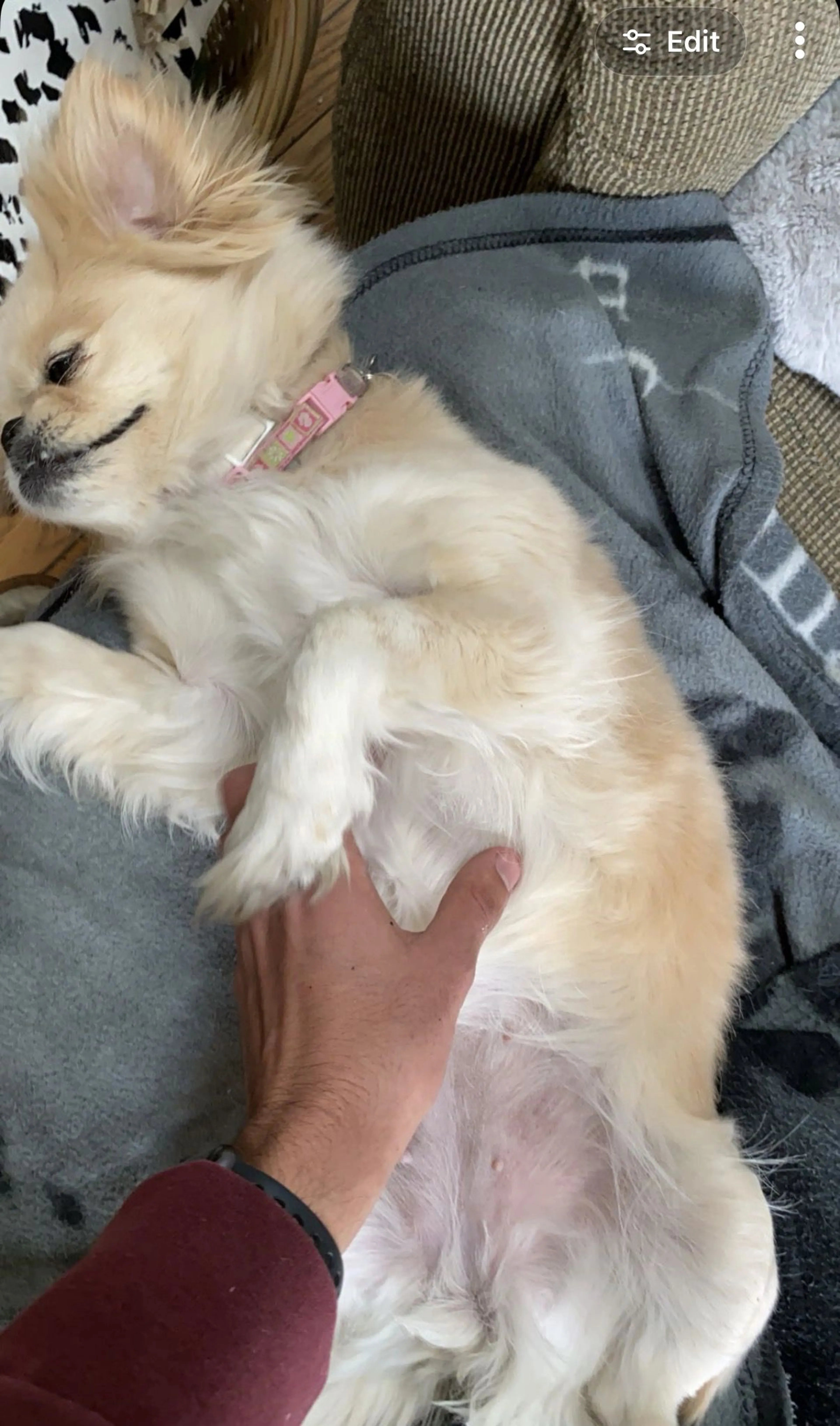 Lost pet-1