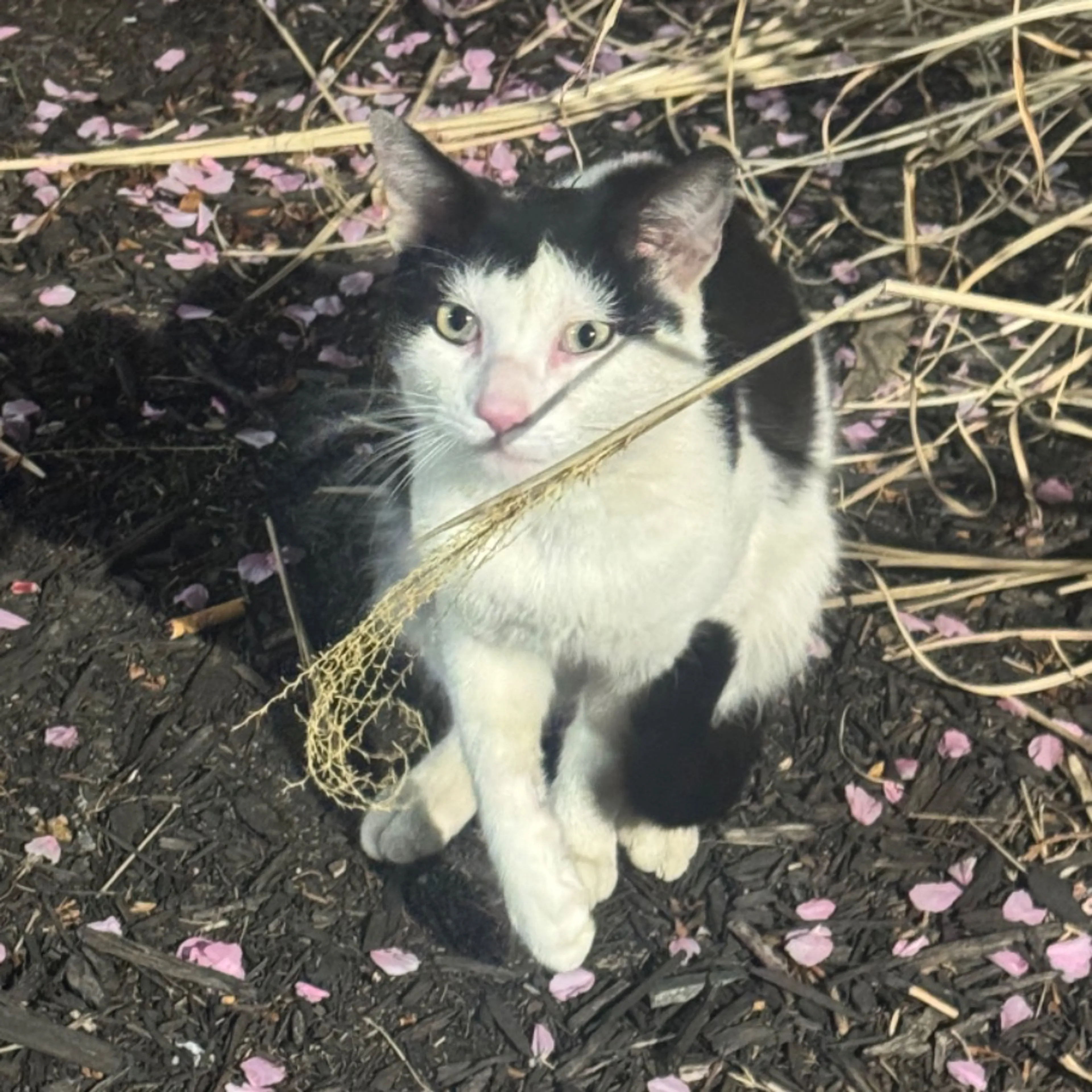 Found pet-0