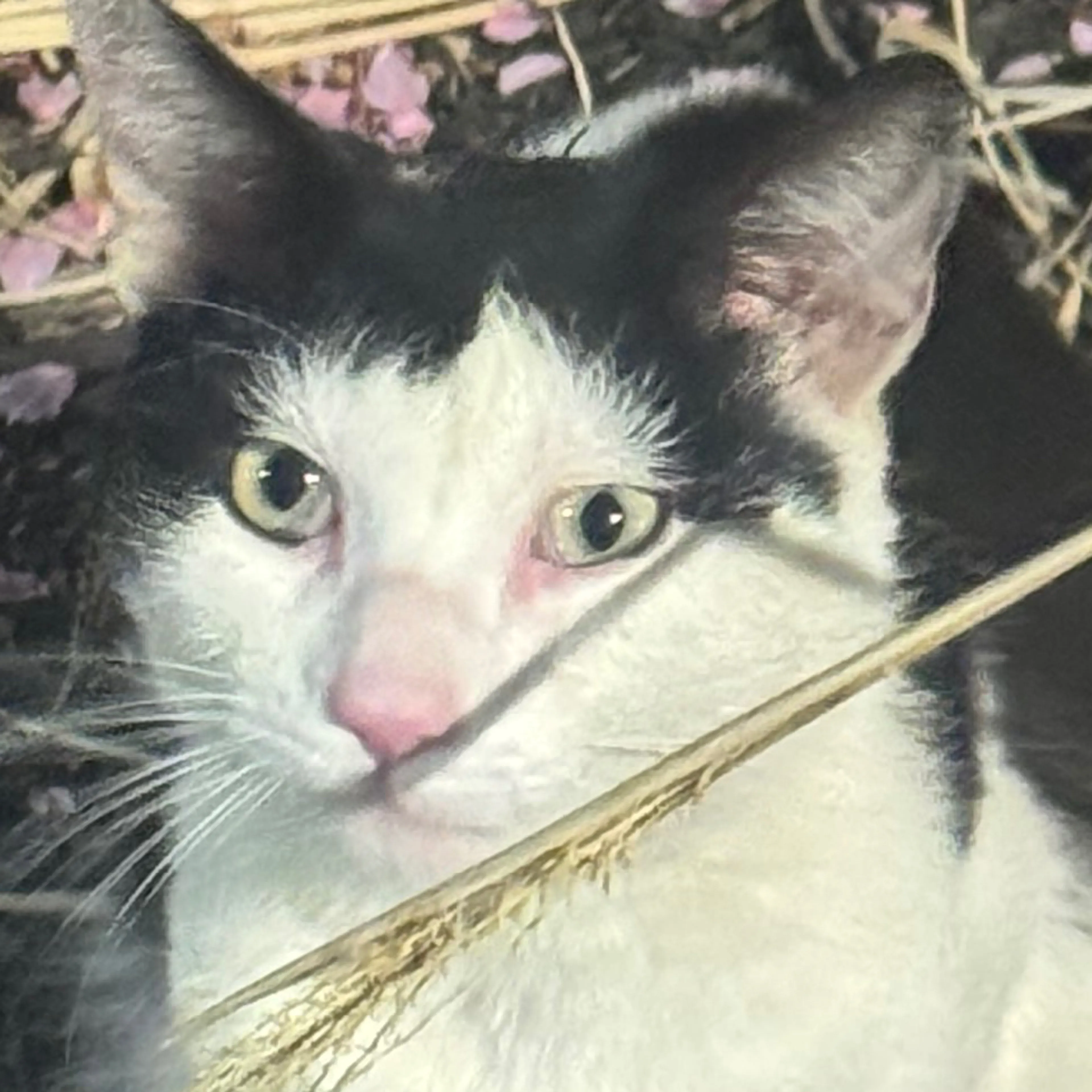 Found pet-2
