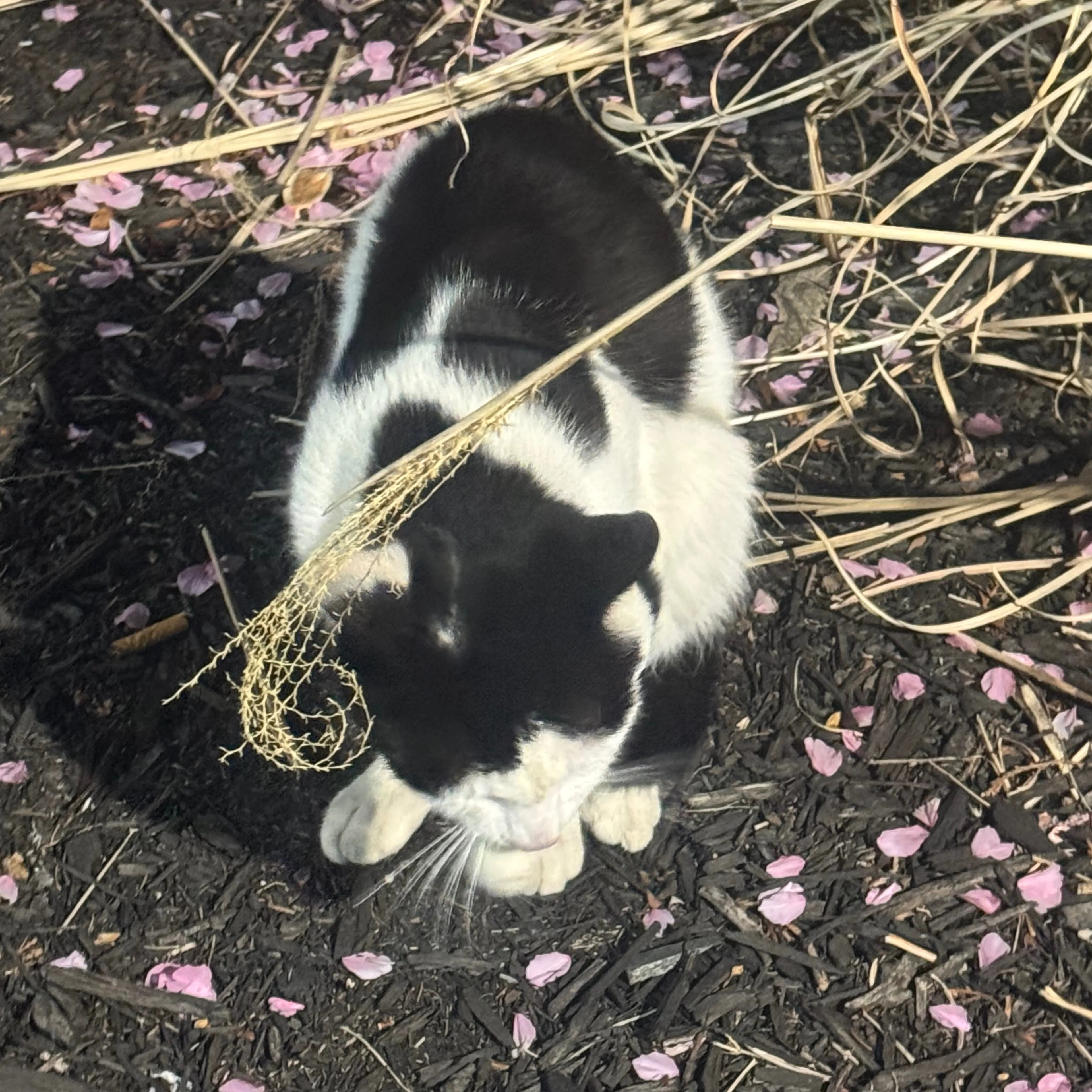 Found pet-1