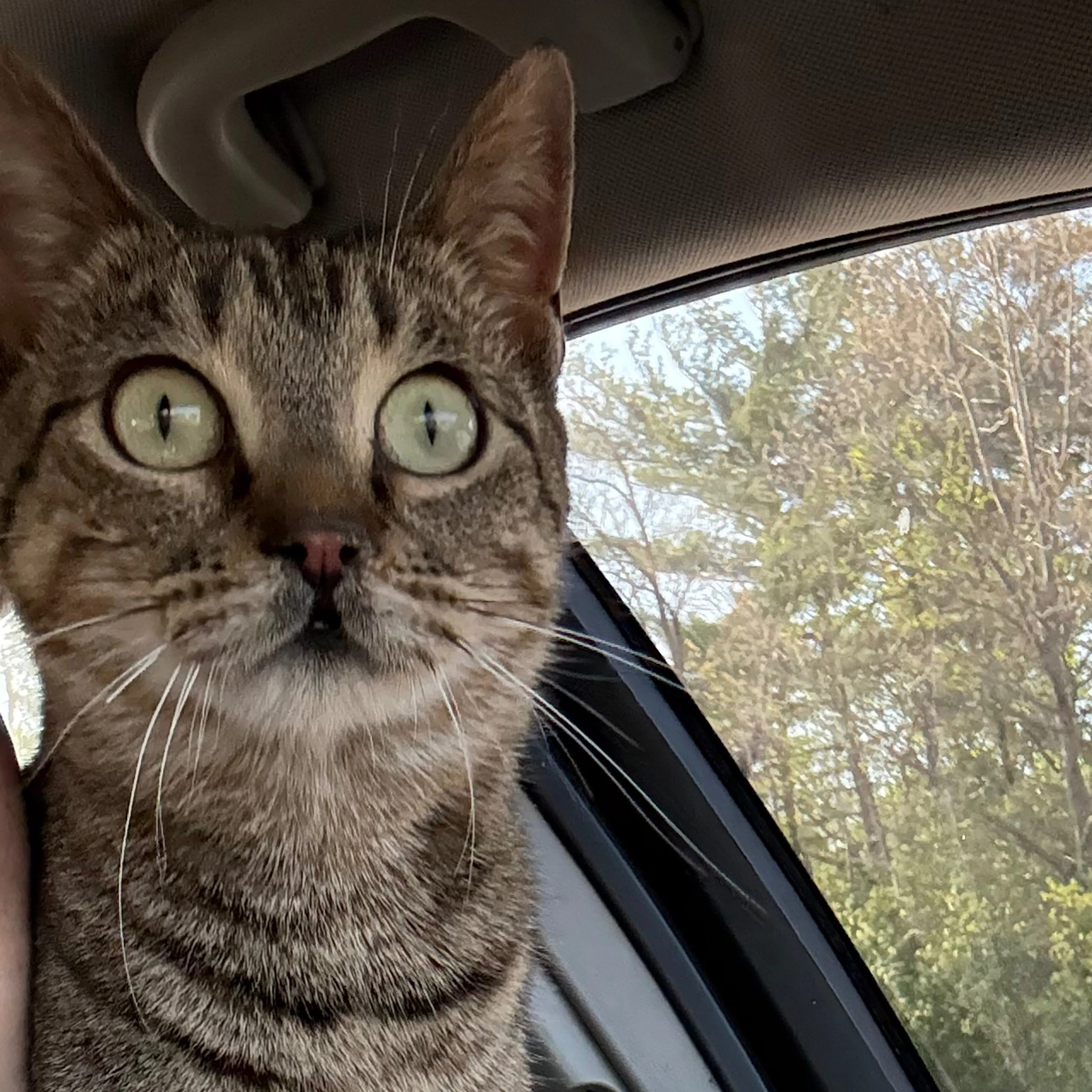 Found pet-2