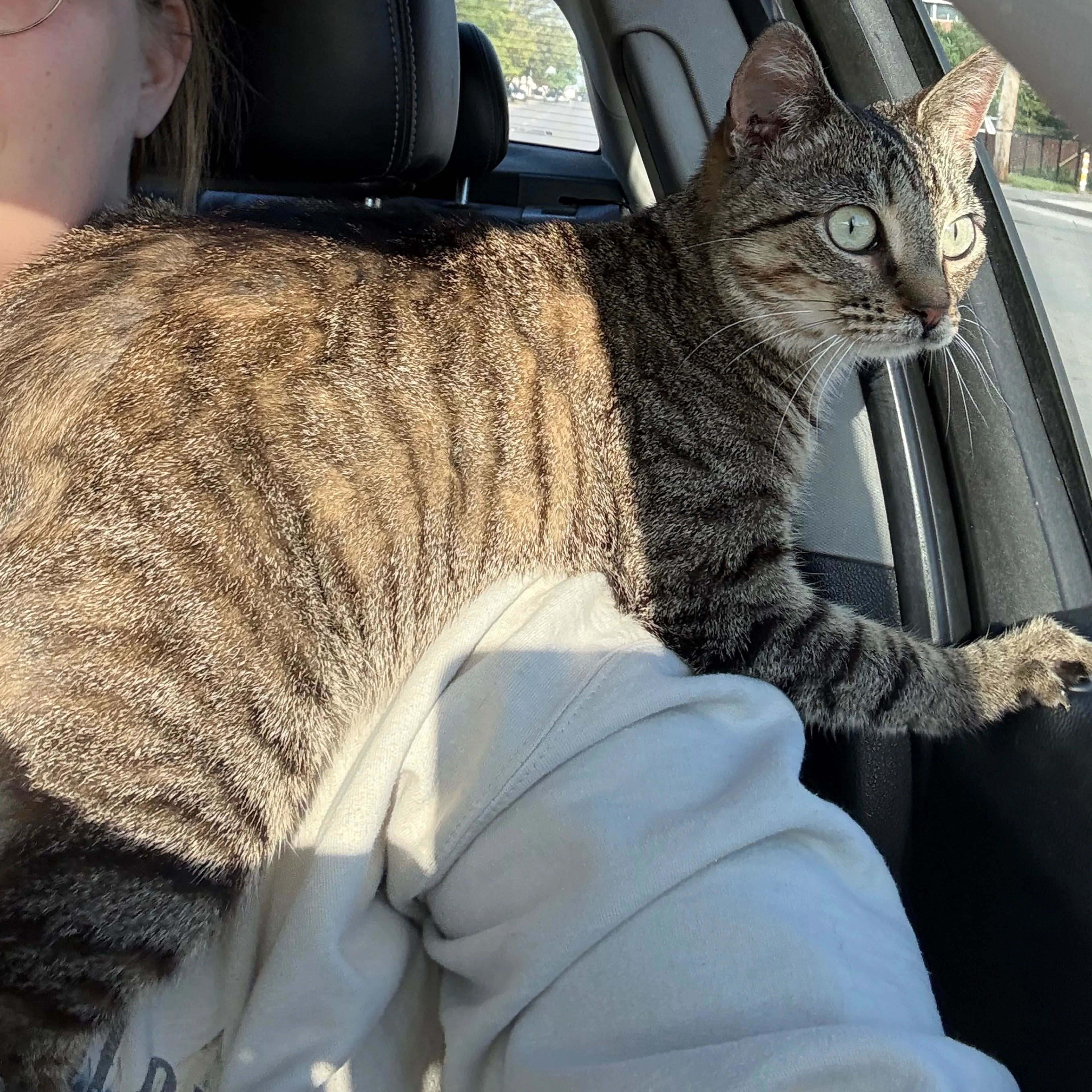 Found pet-1