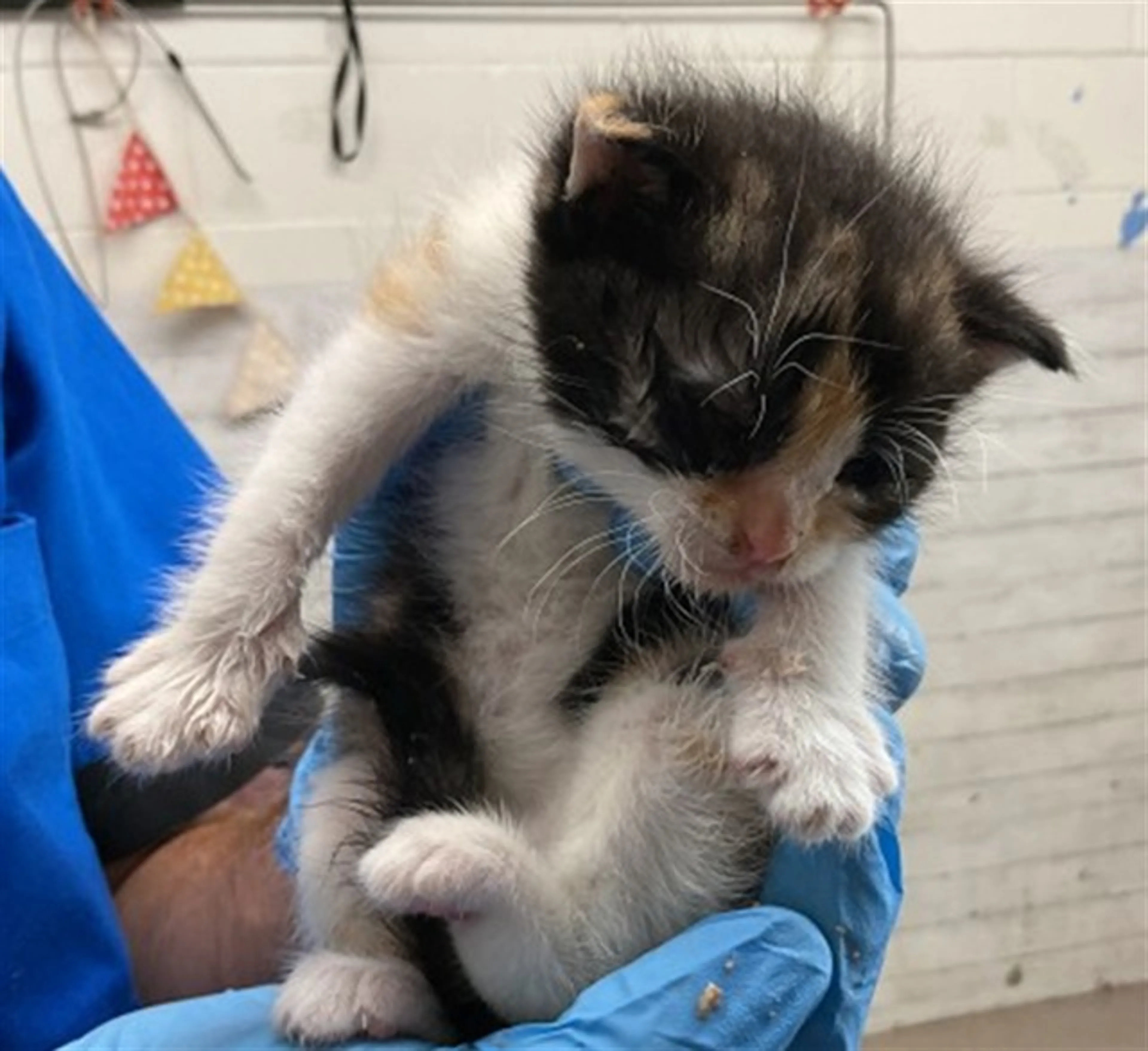 Found pet