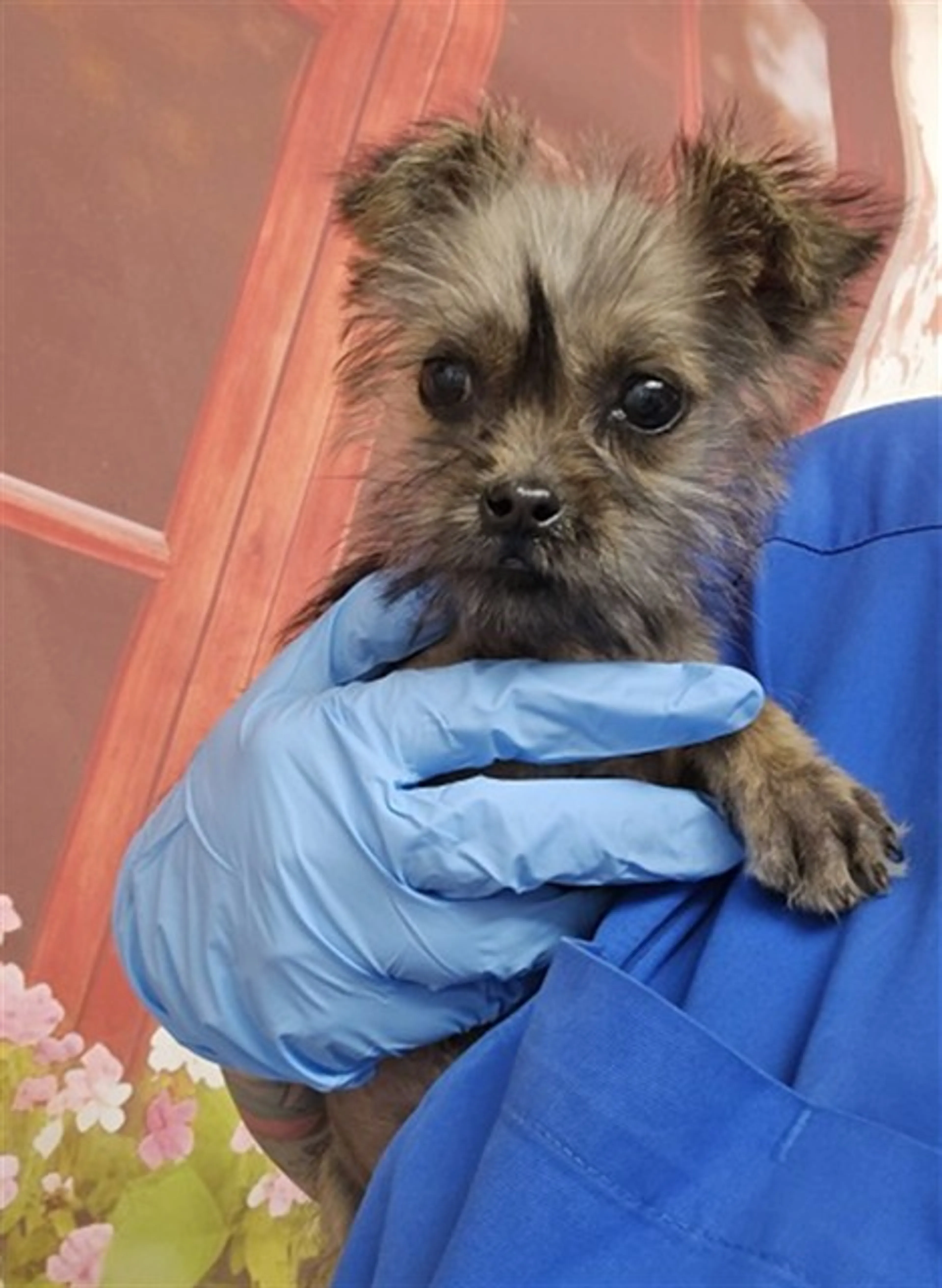 Found pet