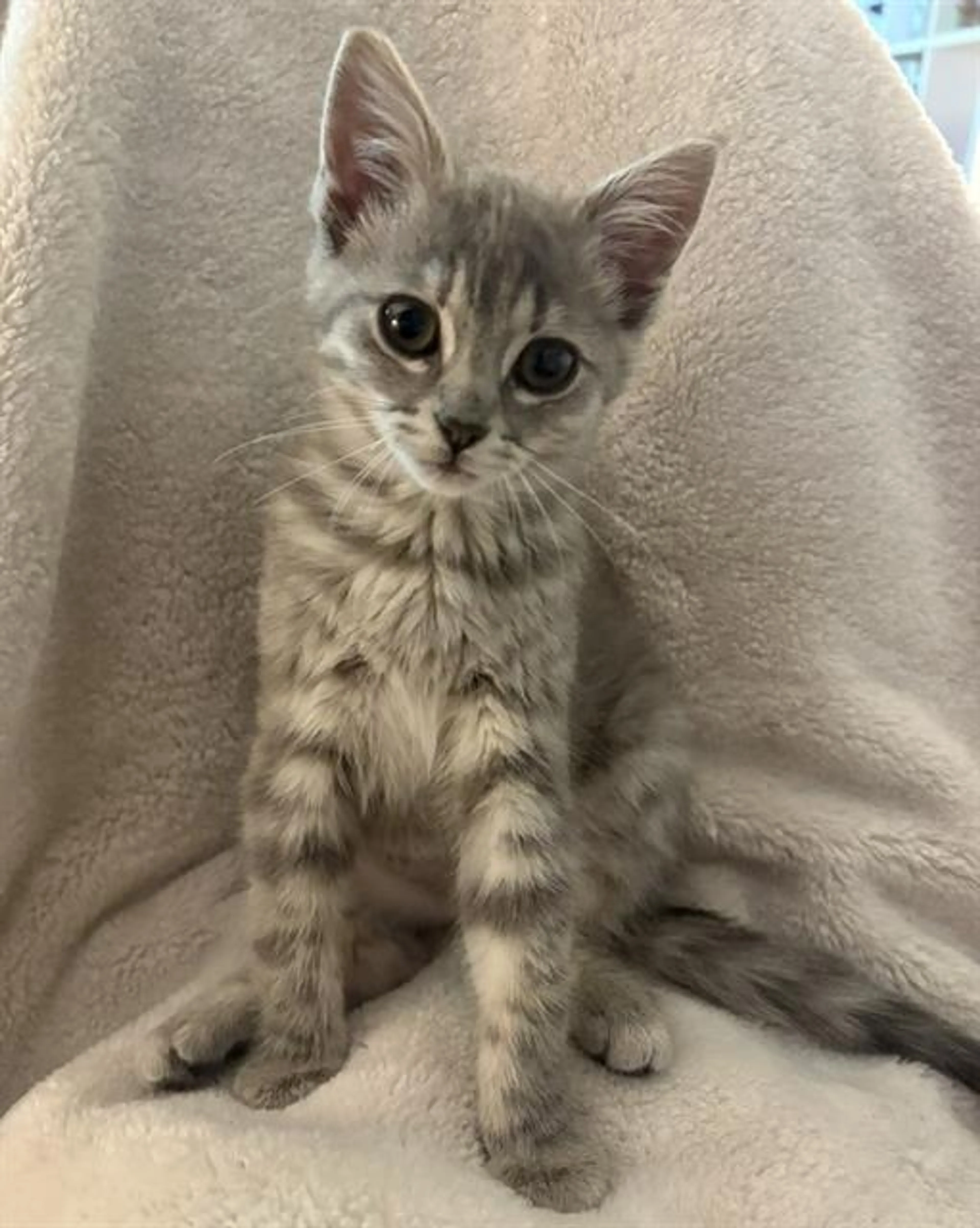 Found pet