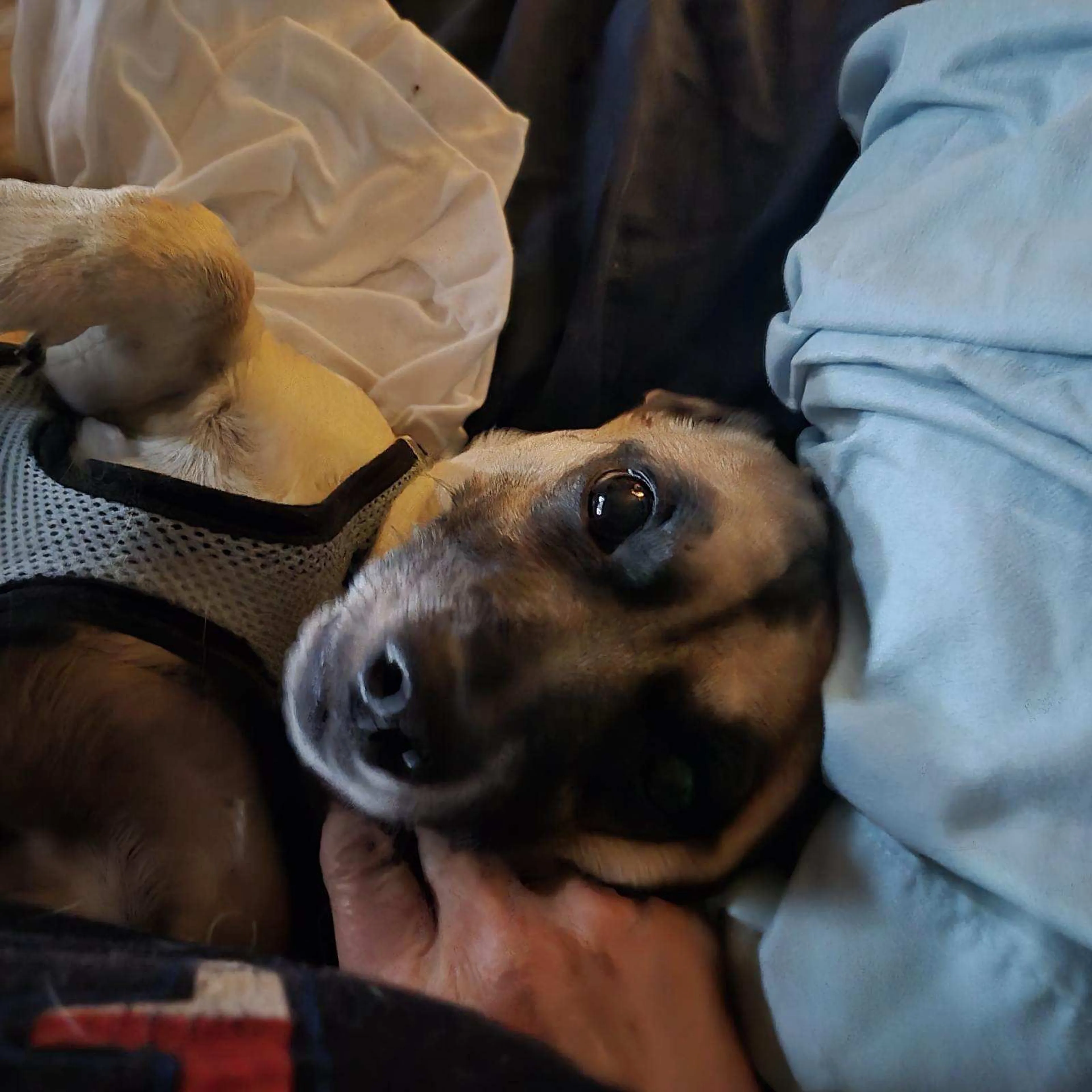 Lost pet-1