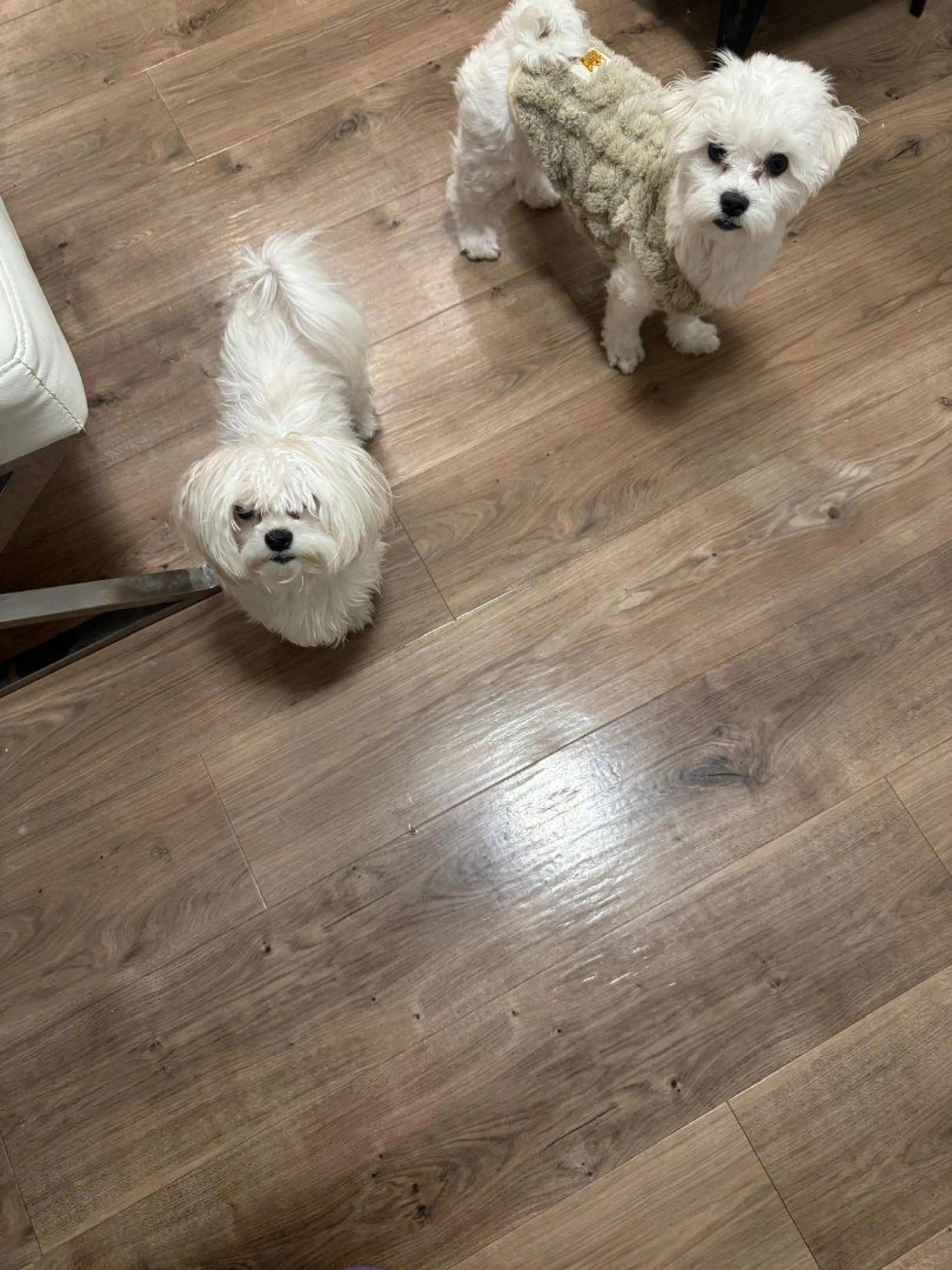 Lost pet-4