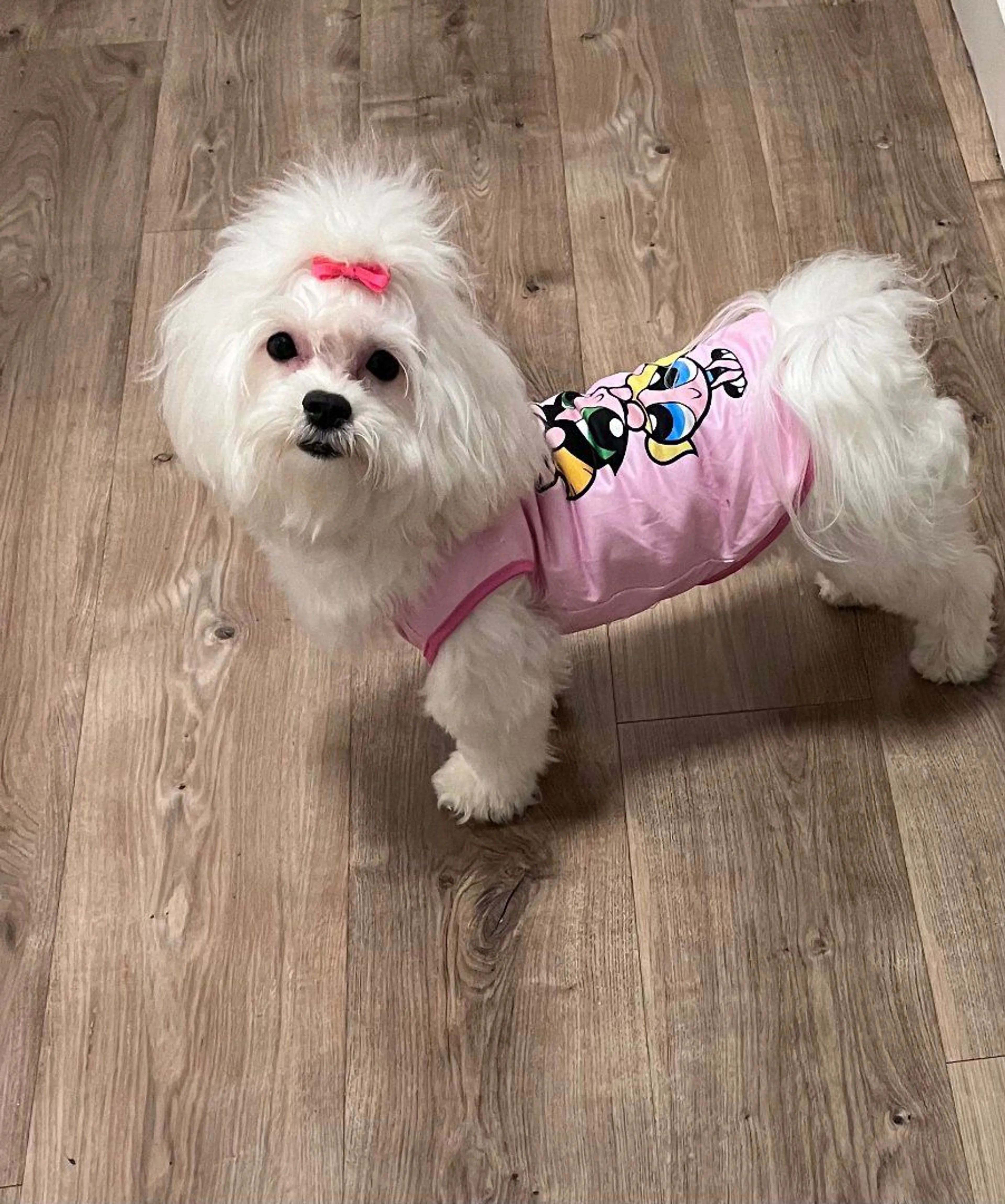 Lost pet-2