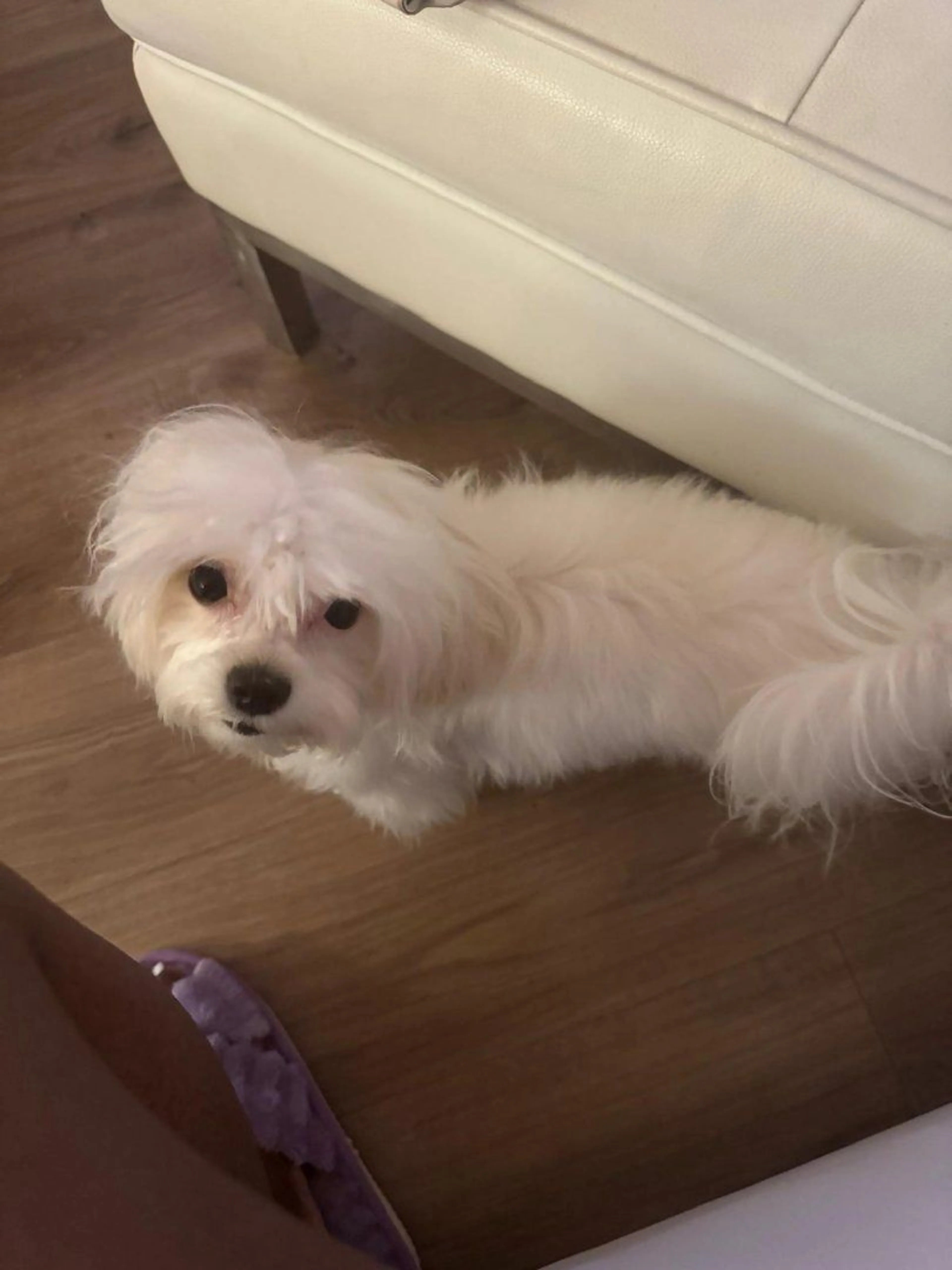 Lost pet-3