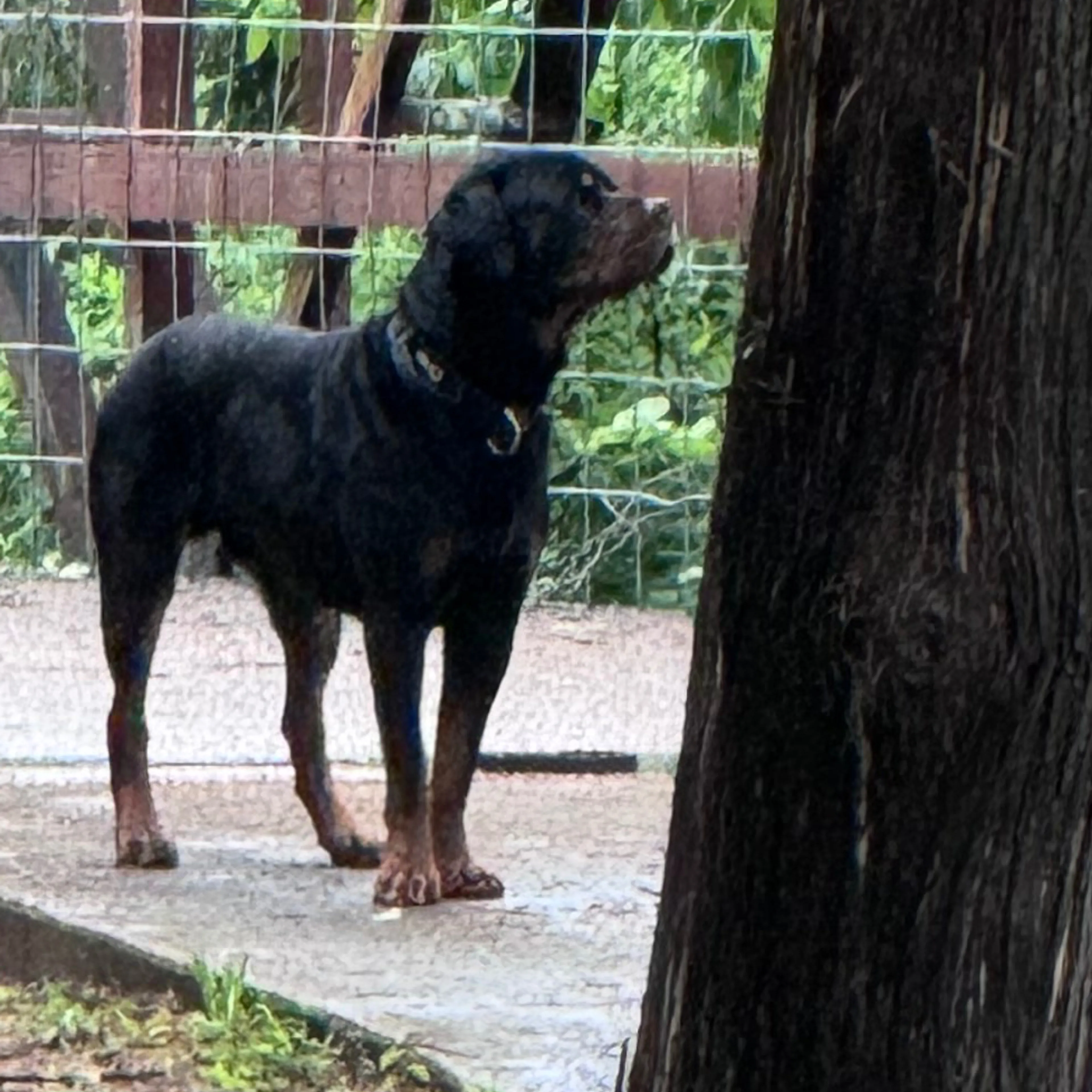 Lost pet-1
