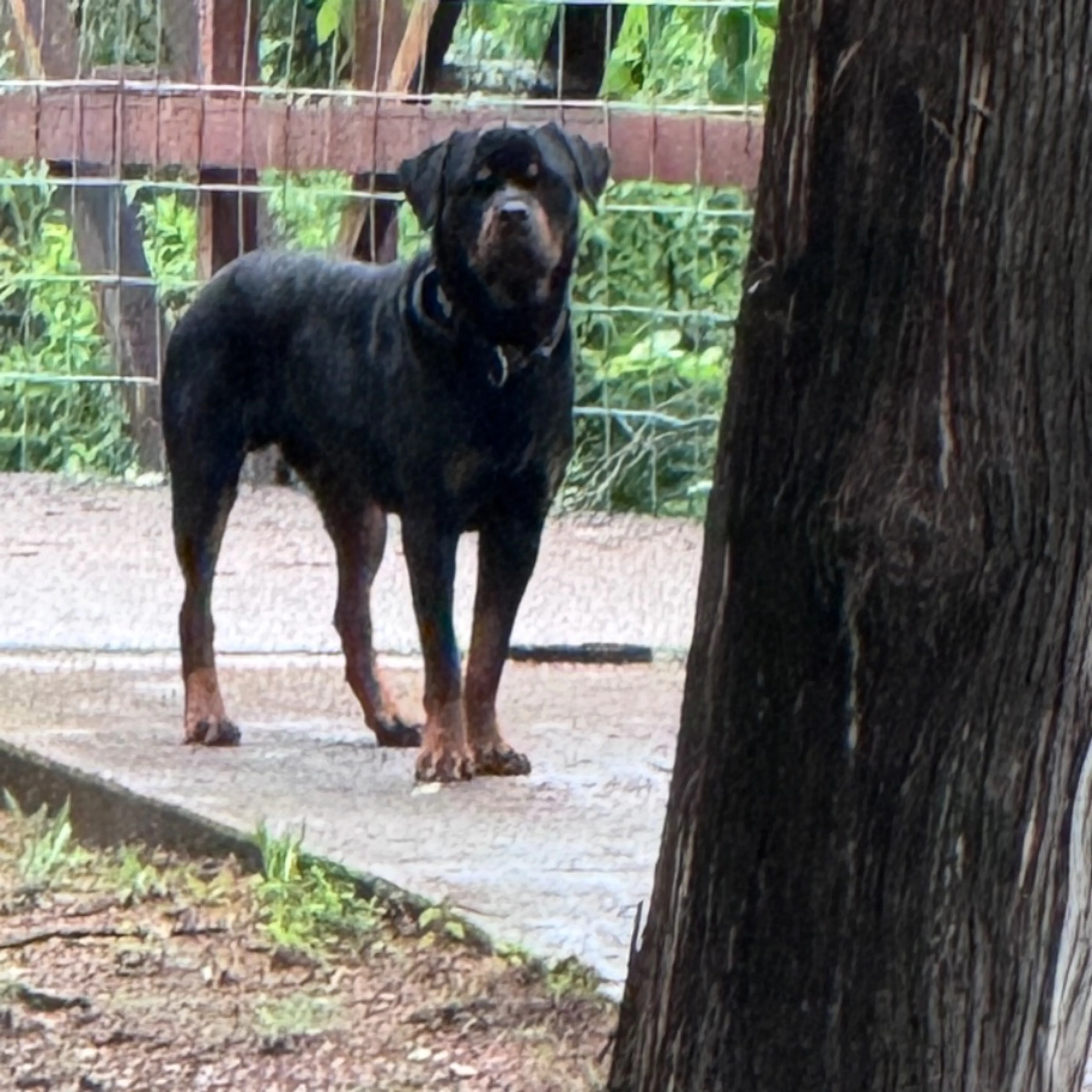Lost pet-0