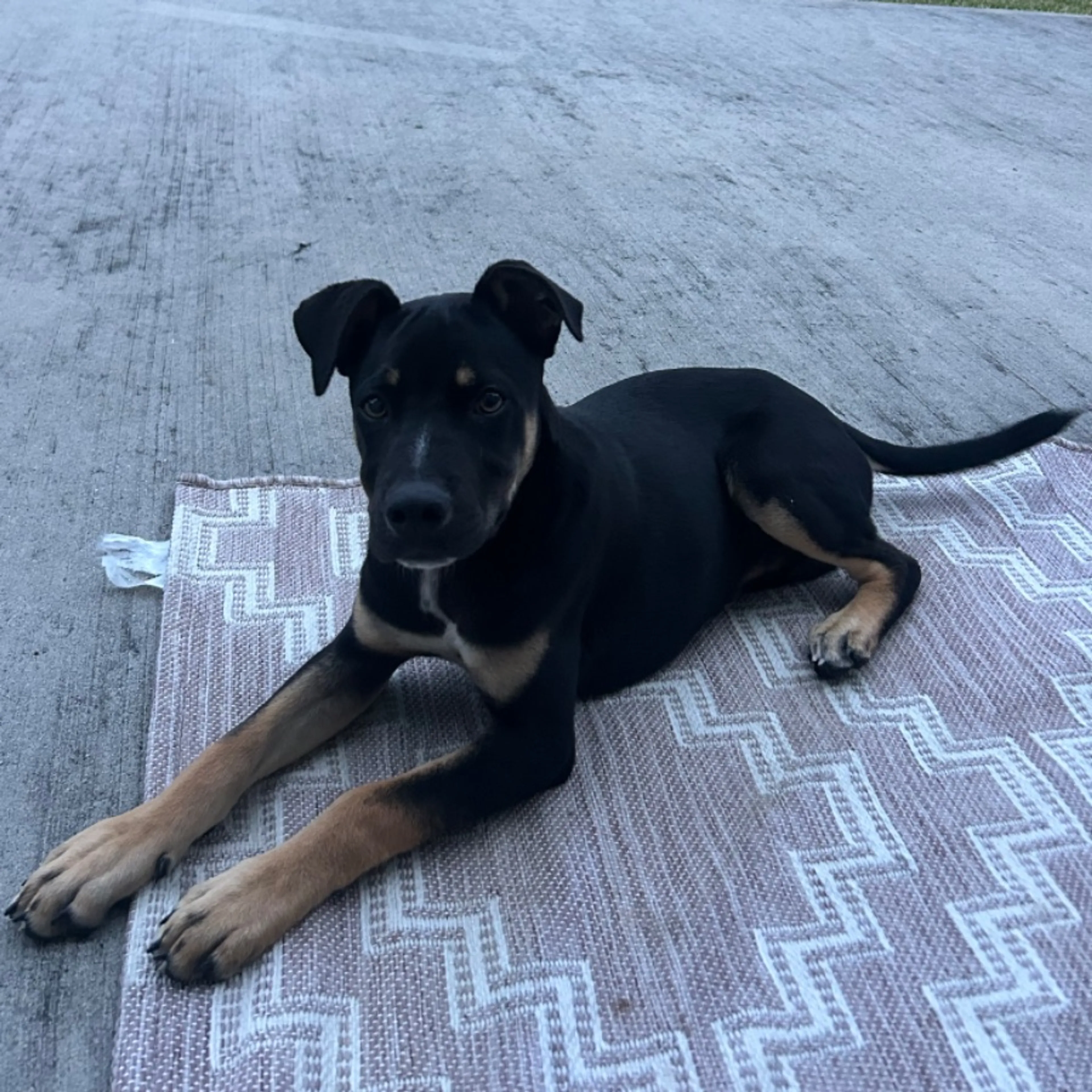 Found pet