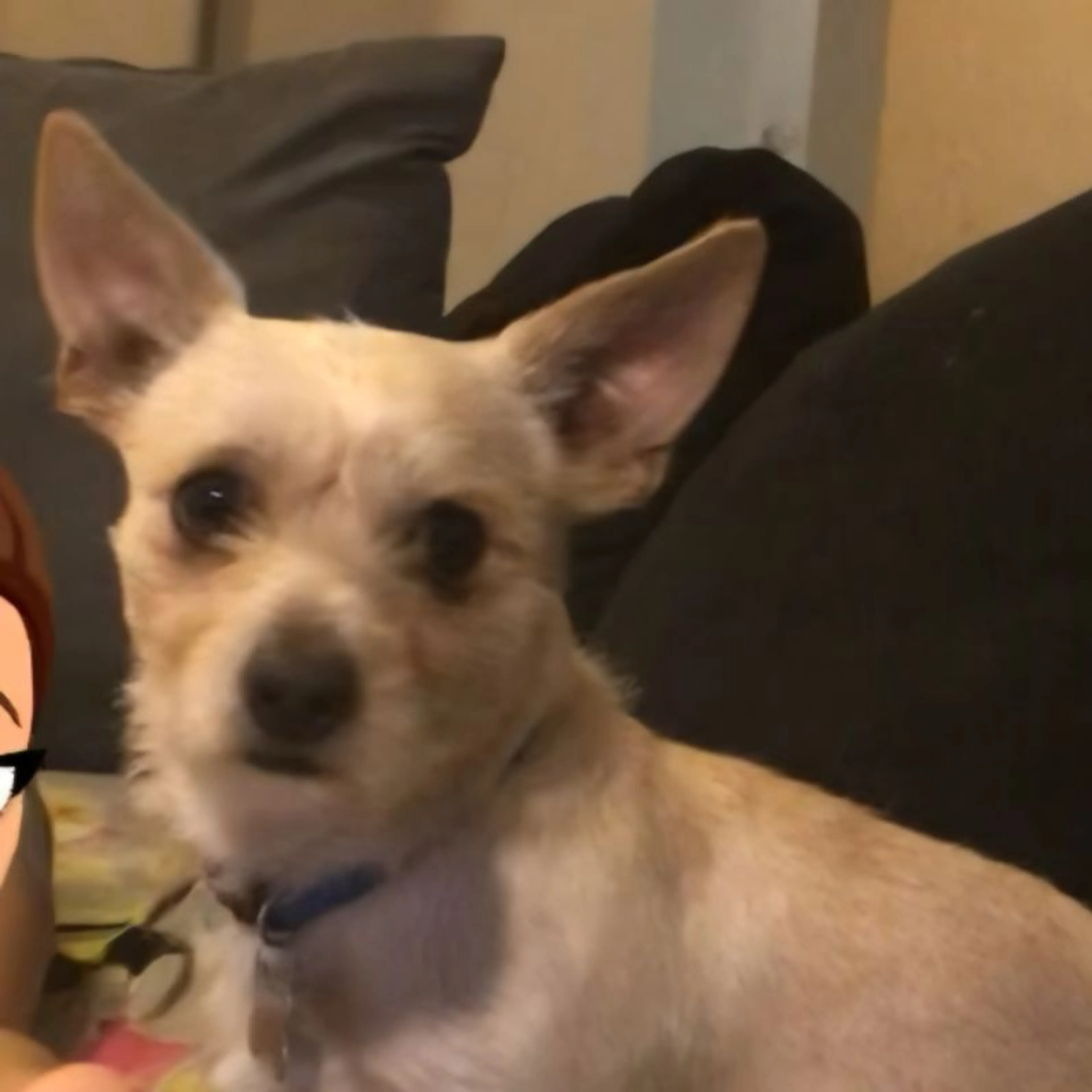 Lost pet