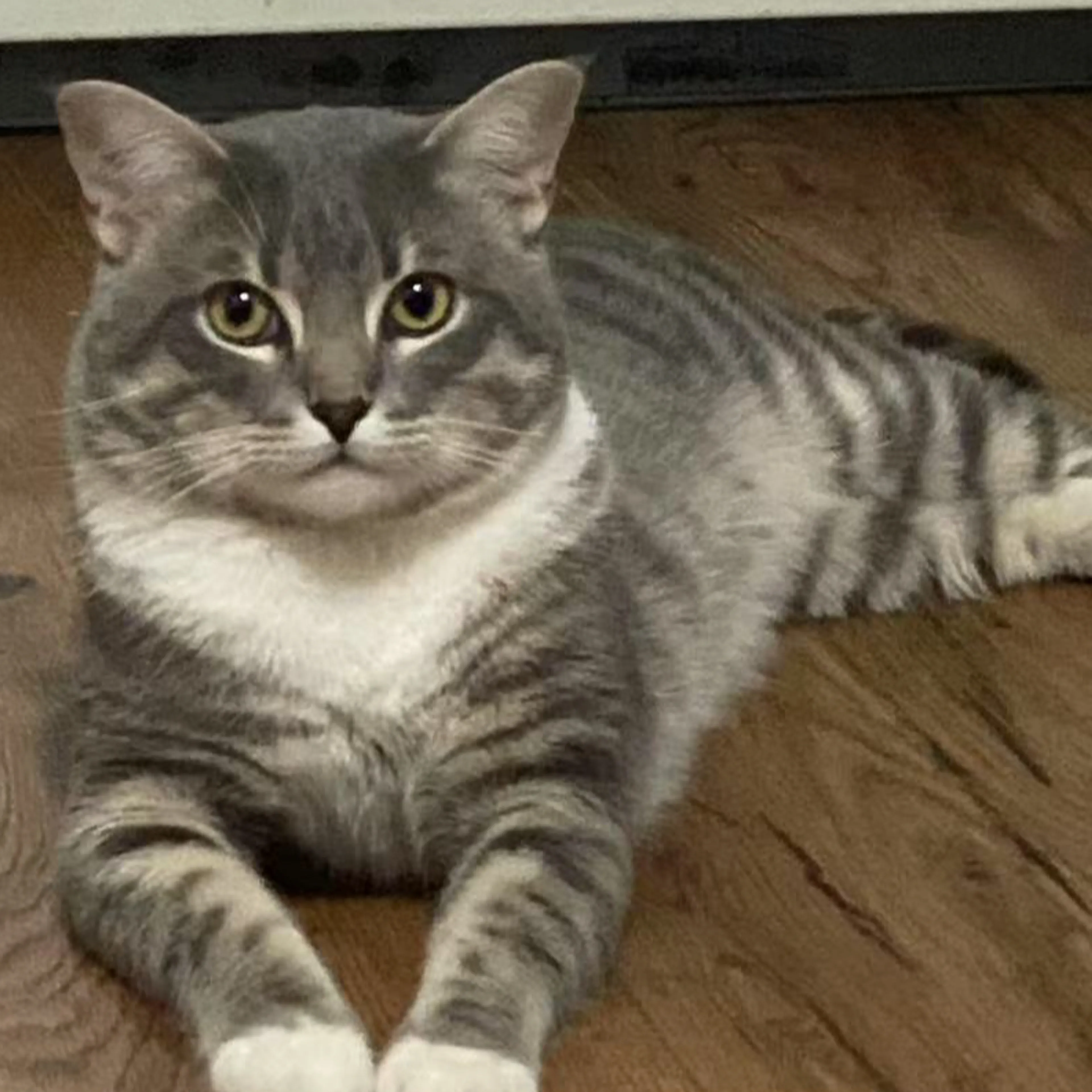 Lost pet-2
