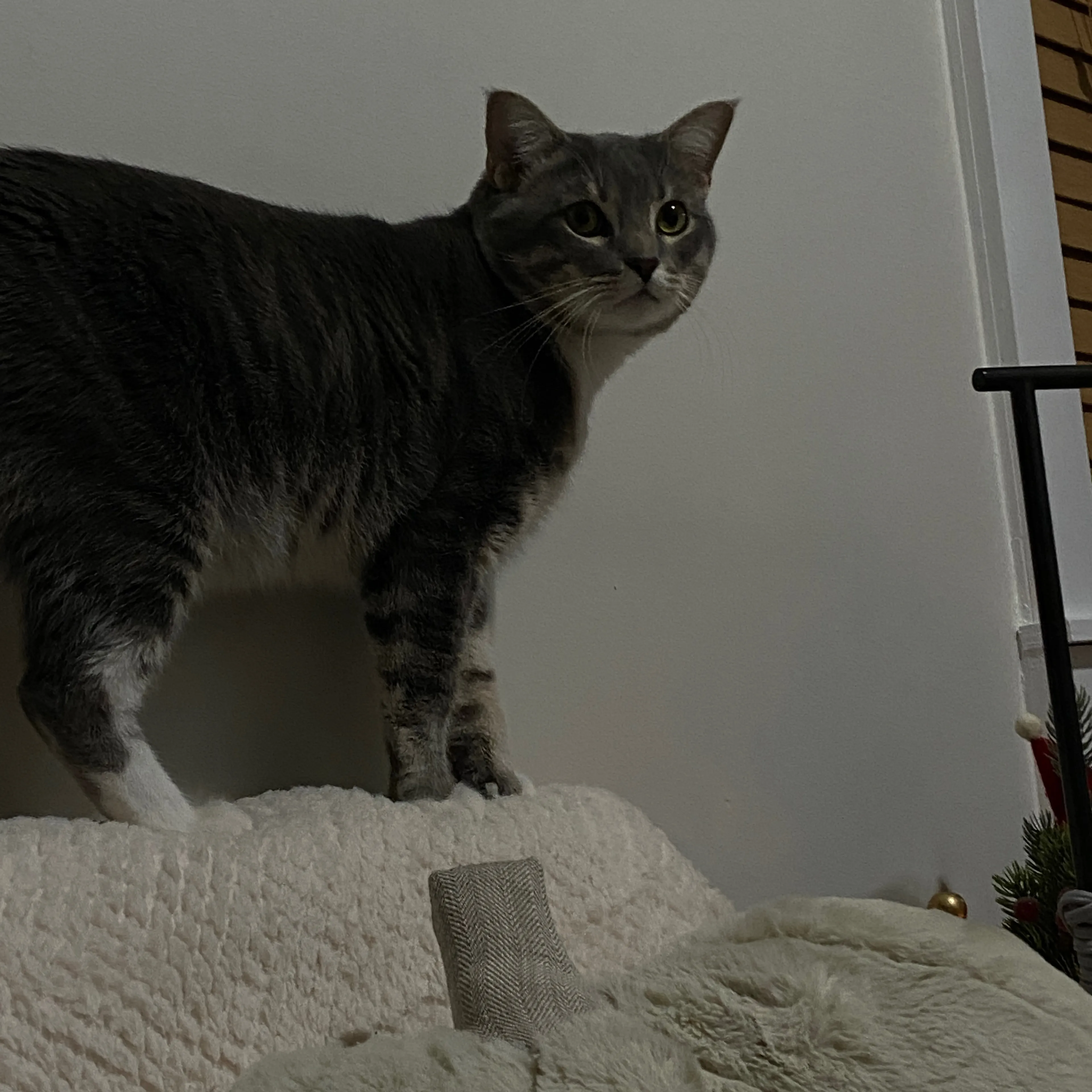 Lost pet-1