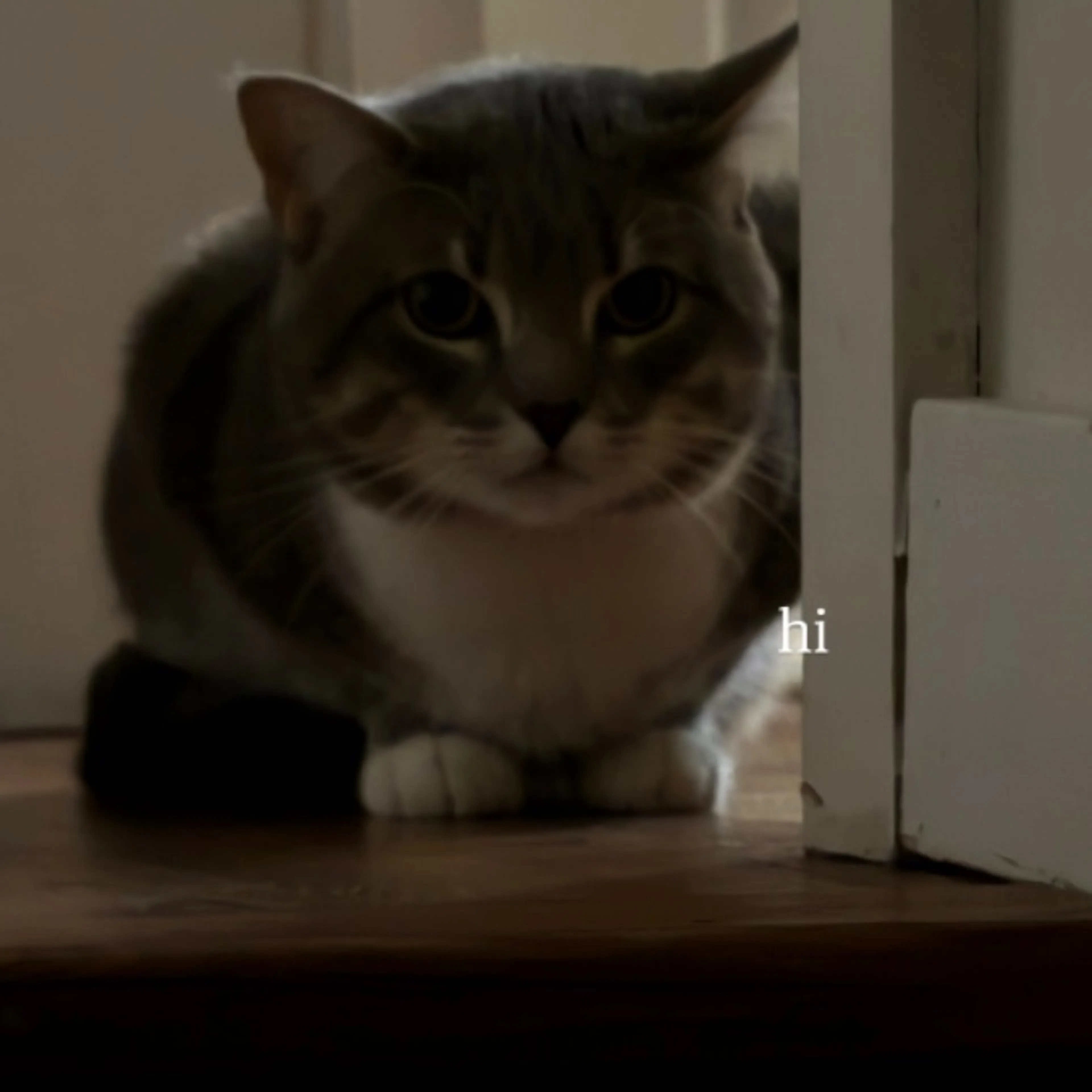 Lost pet-0