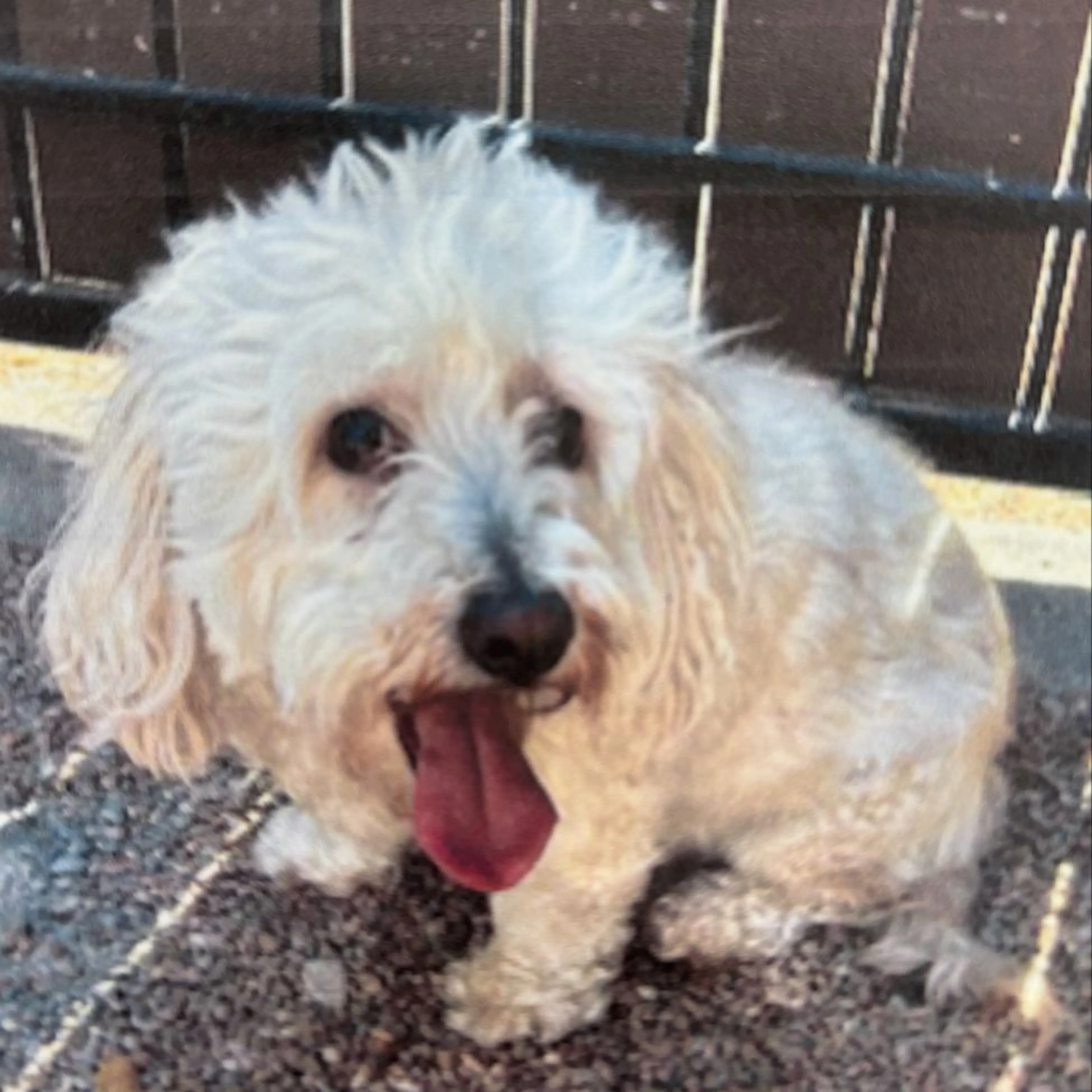 Found pet
