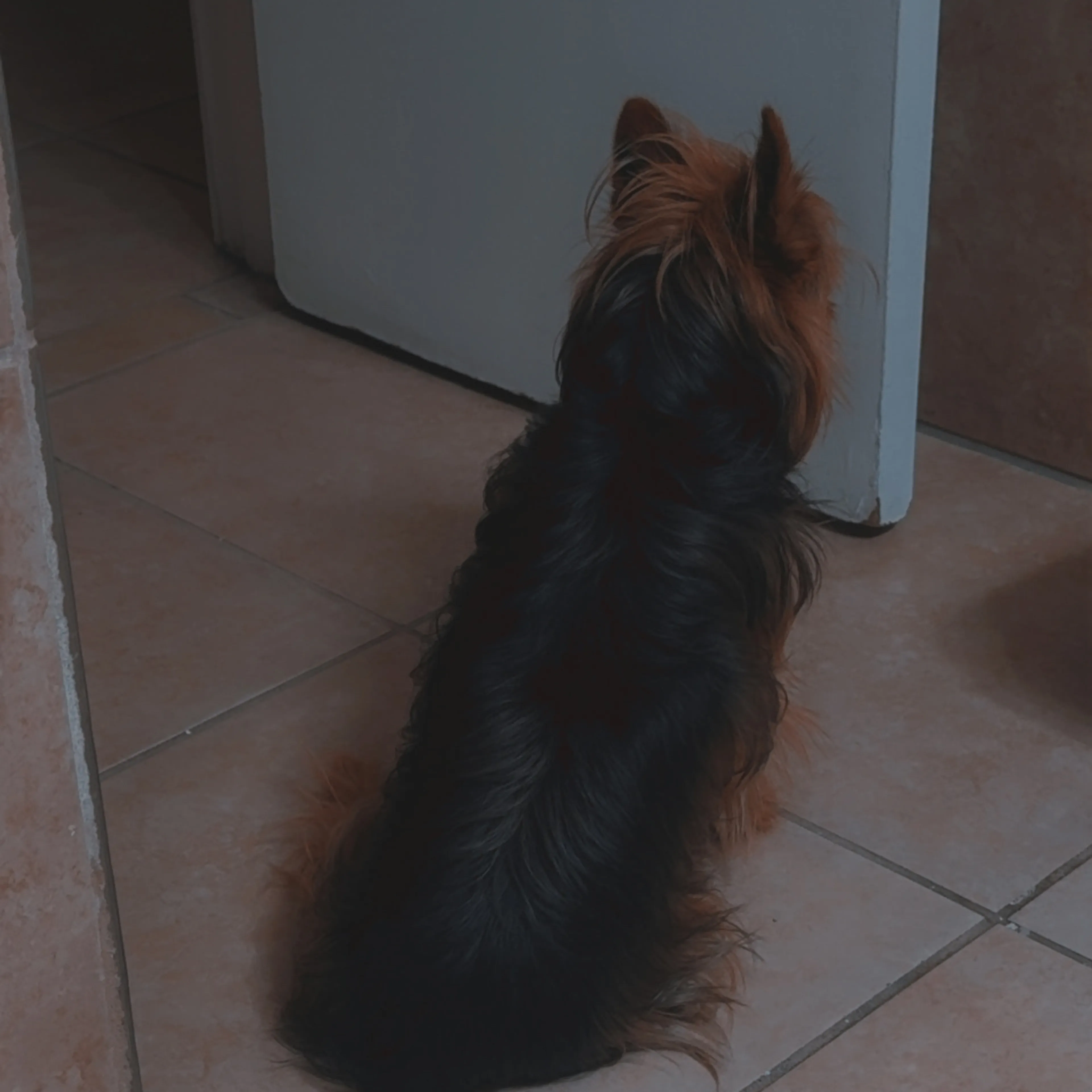 Lost pet-1