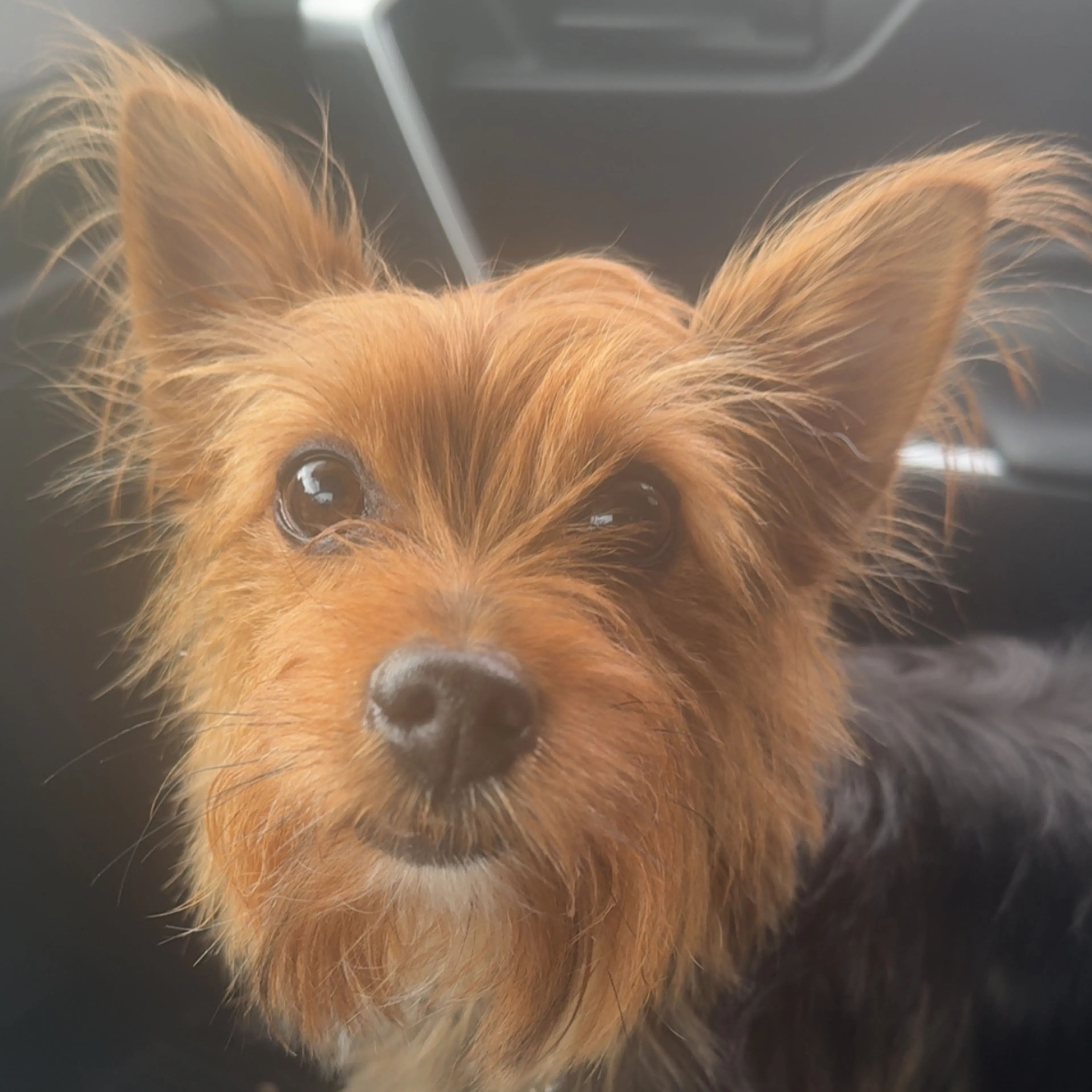 Lost pet-2
