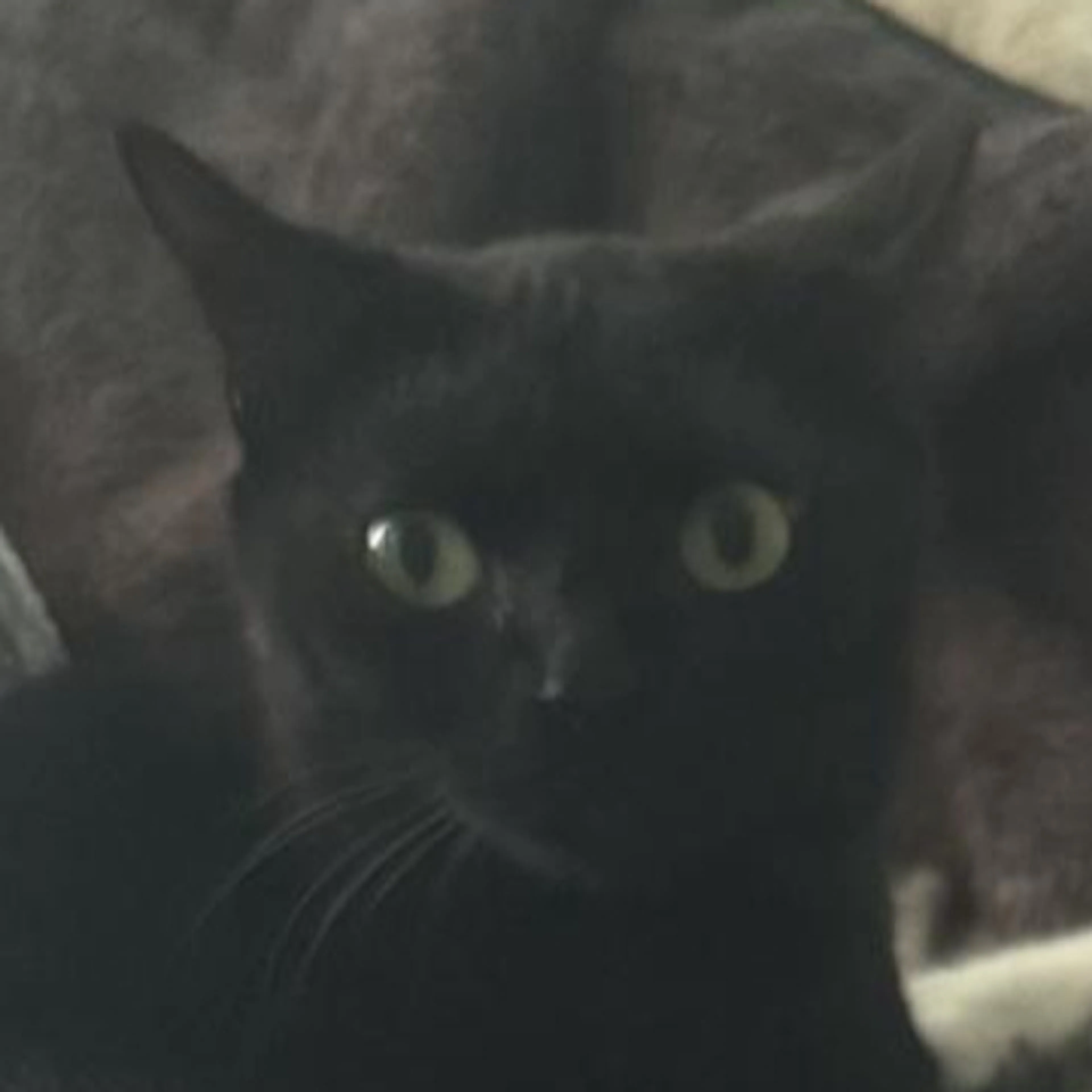 Lost pet-1