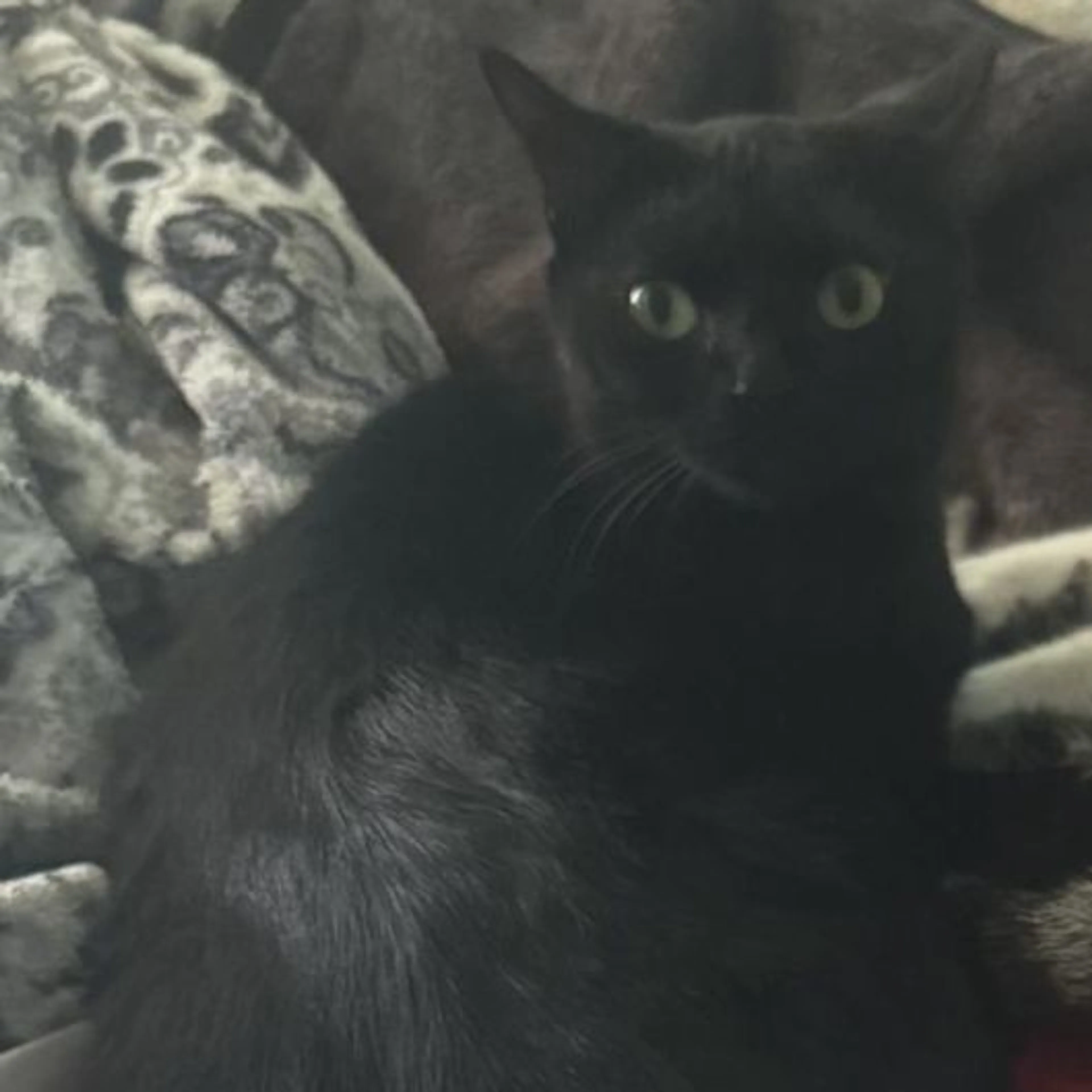 Lost pet-0