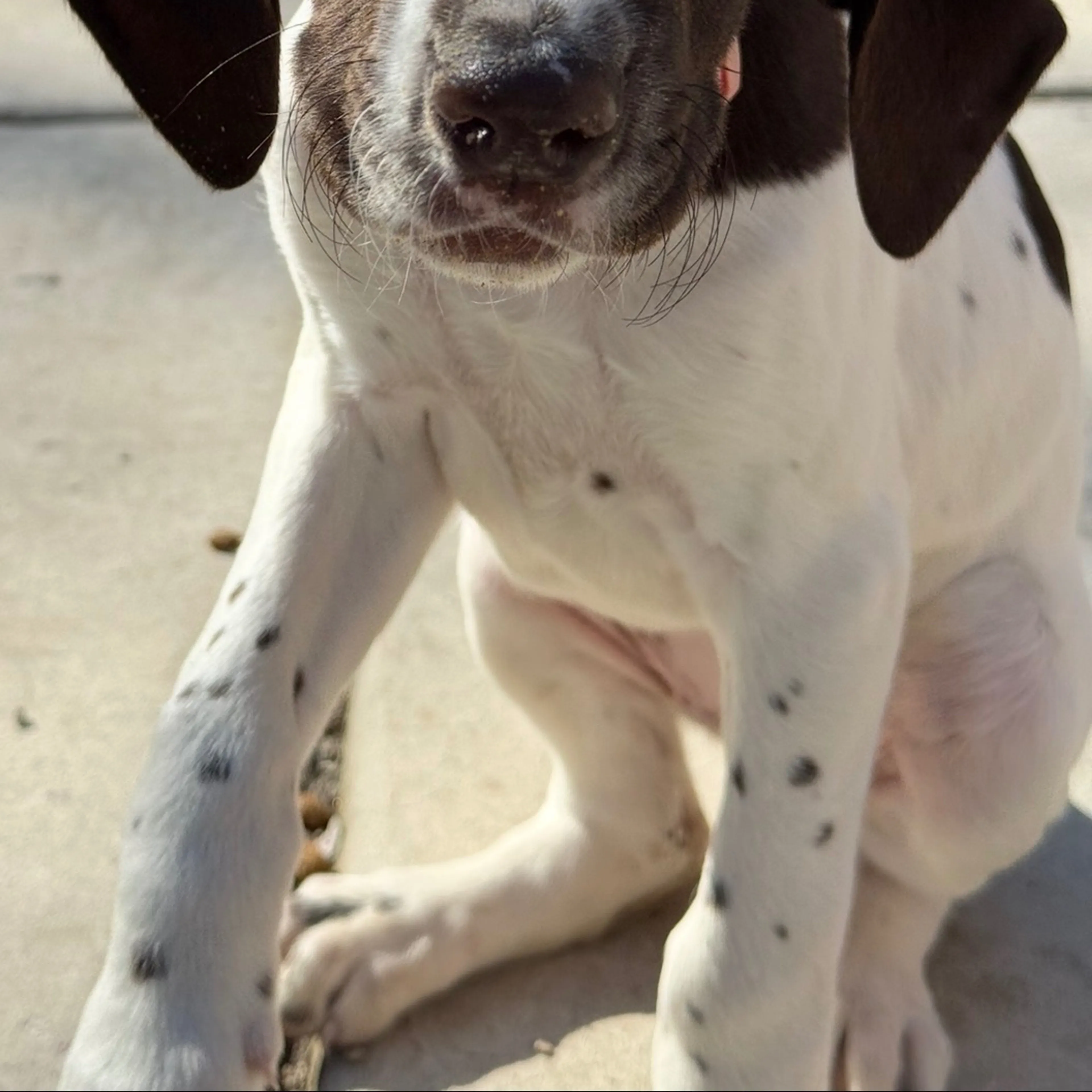 Lost pet-1