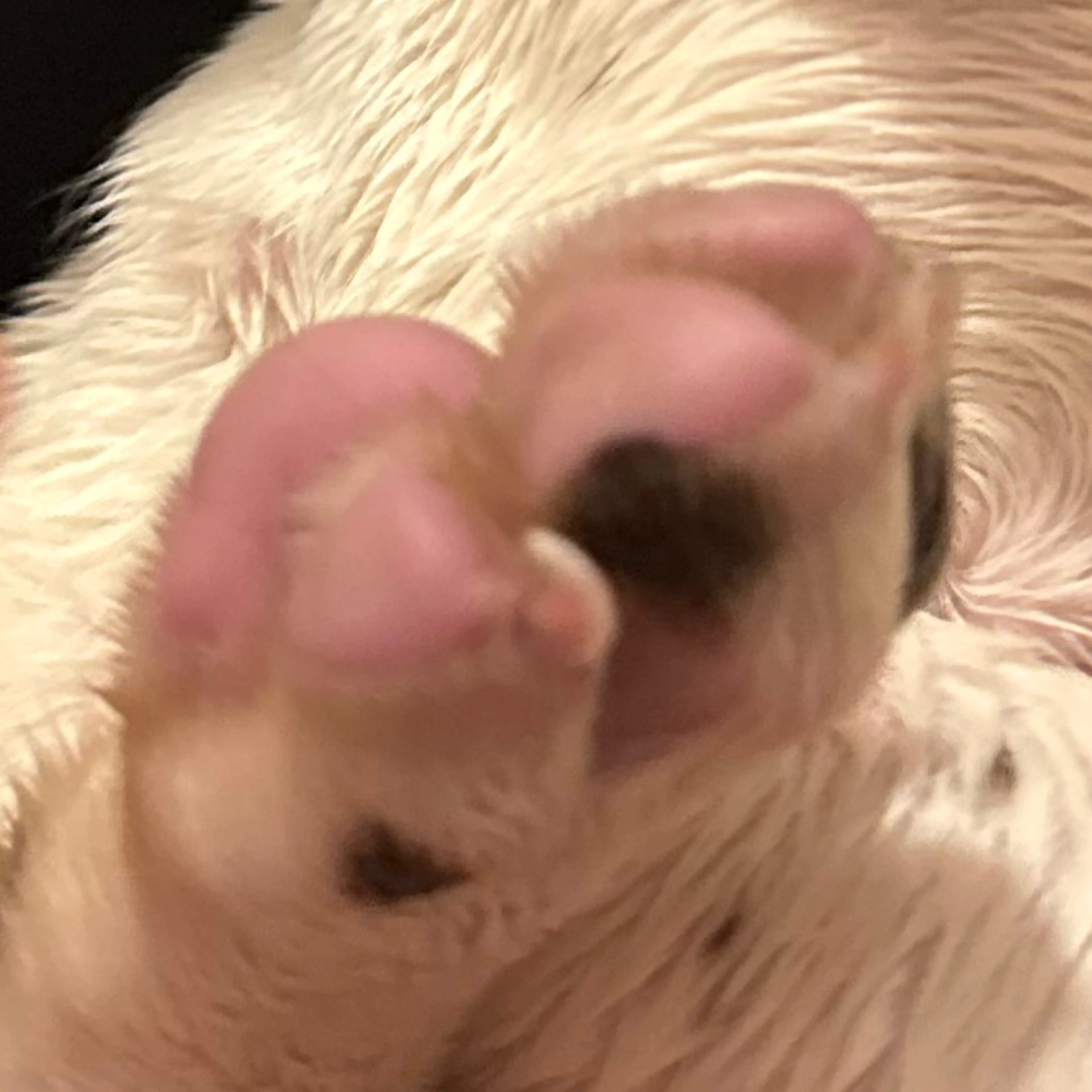 Lost pet-3