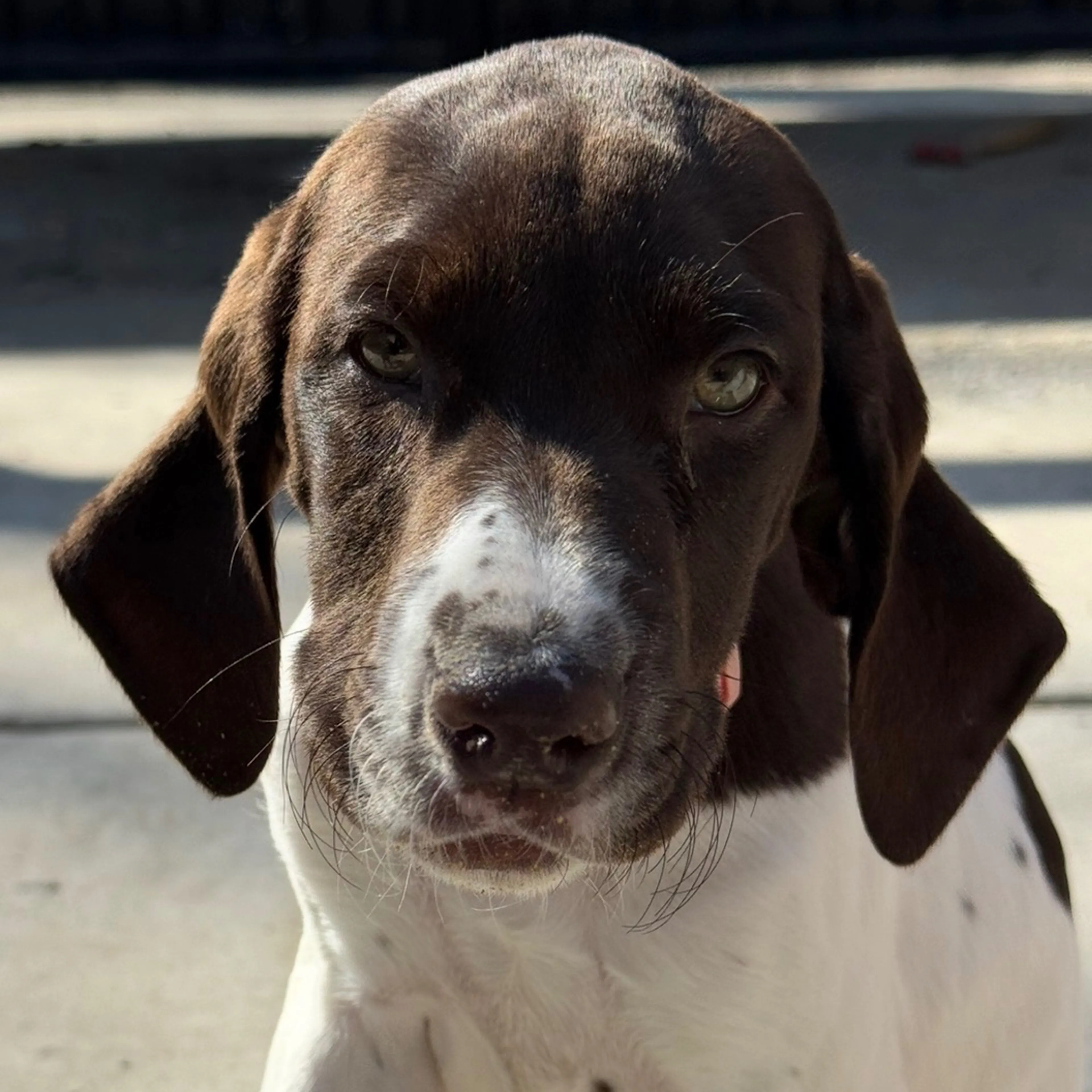 Lost pet-2