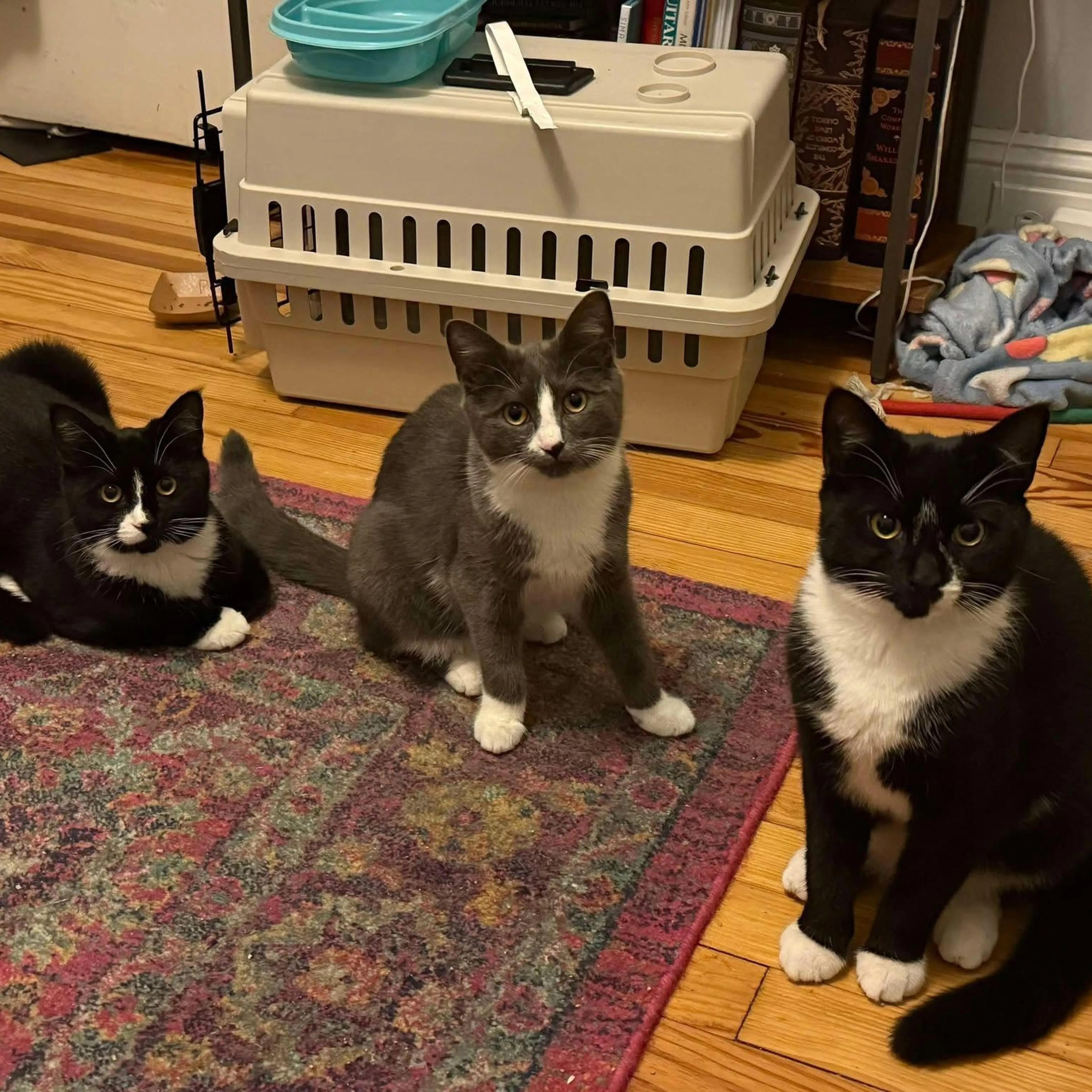 Found pet-2