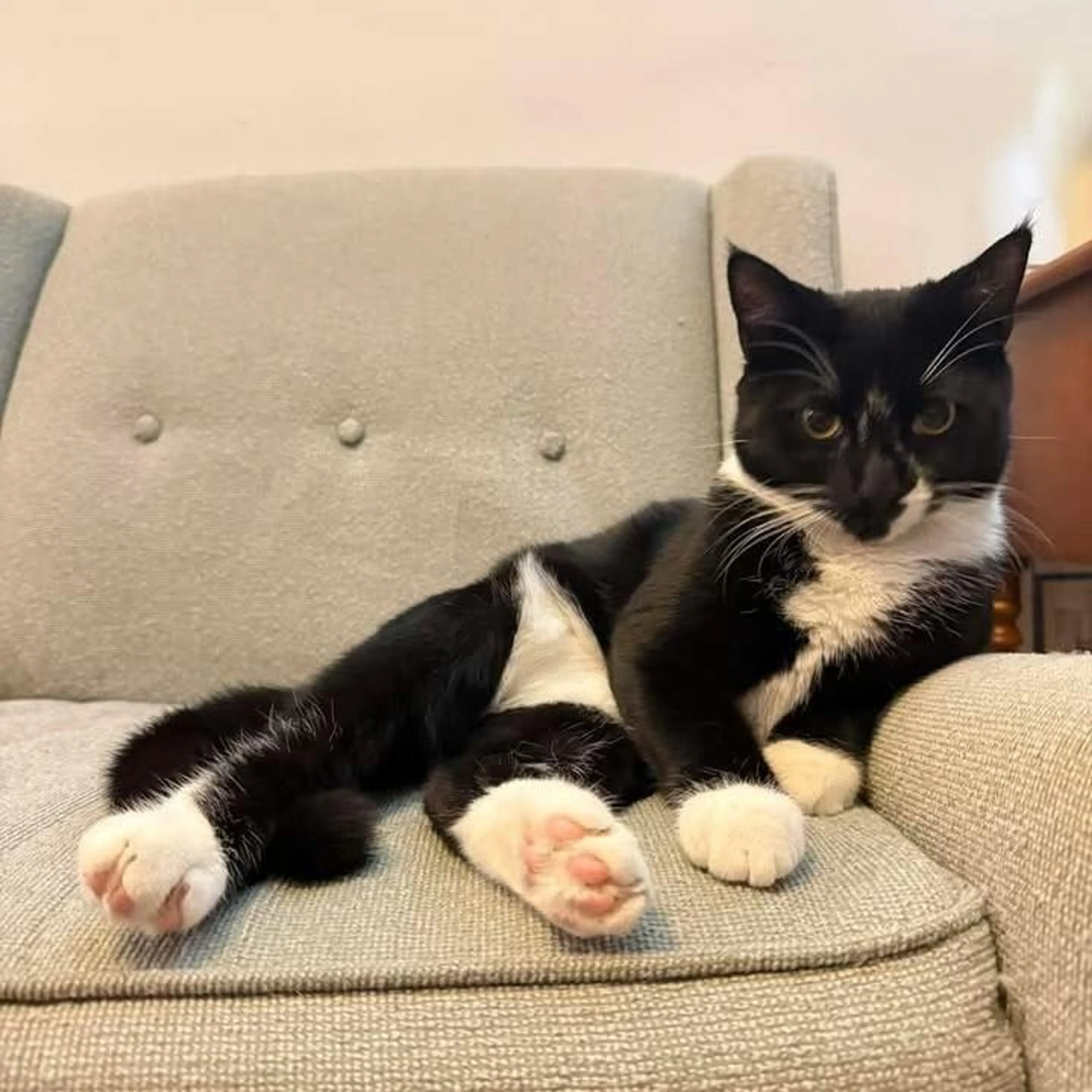 Found pet-3
