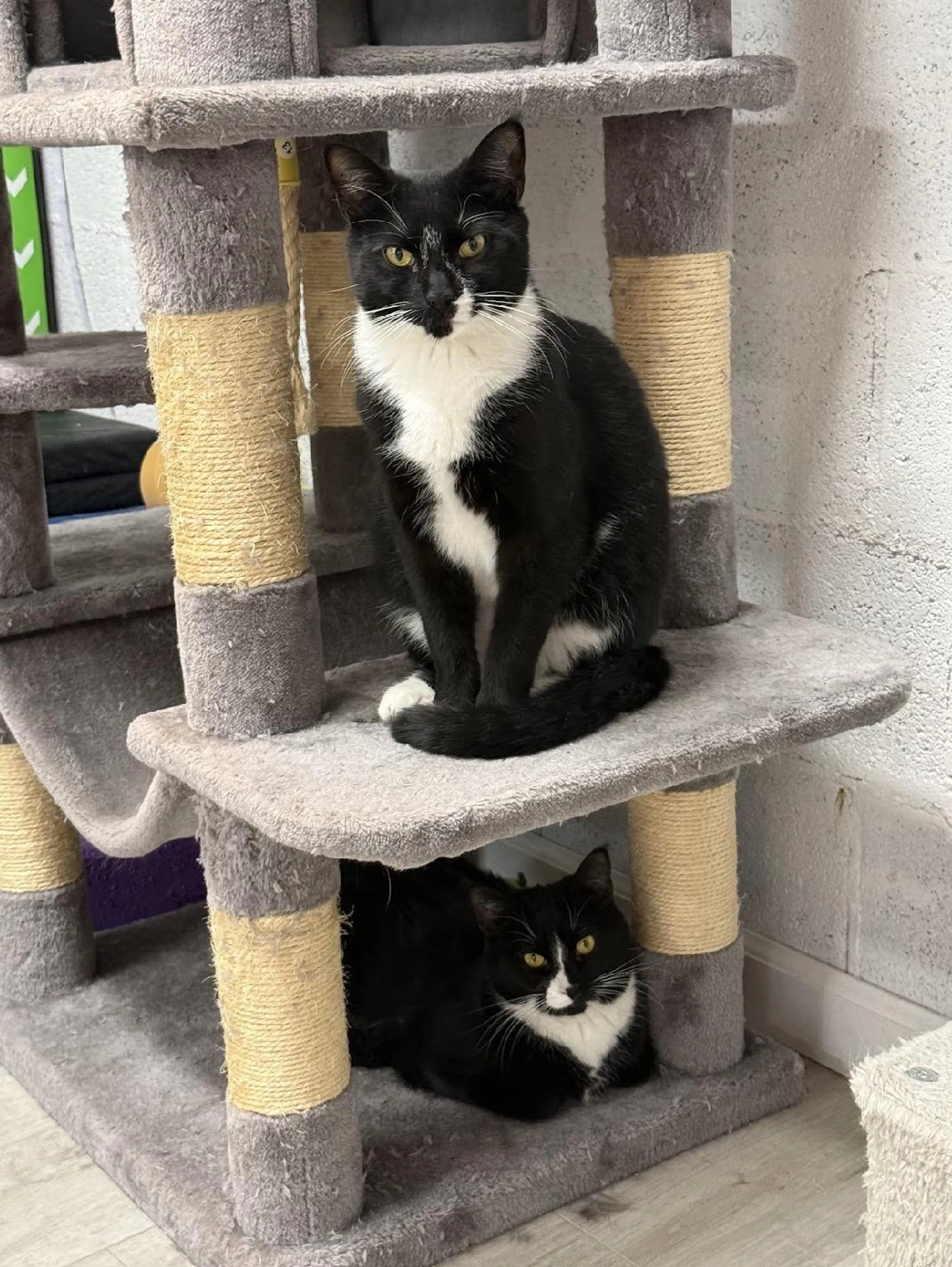 Found pet-1