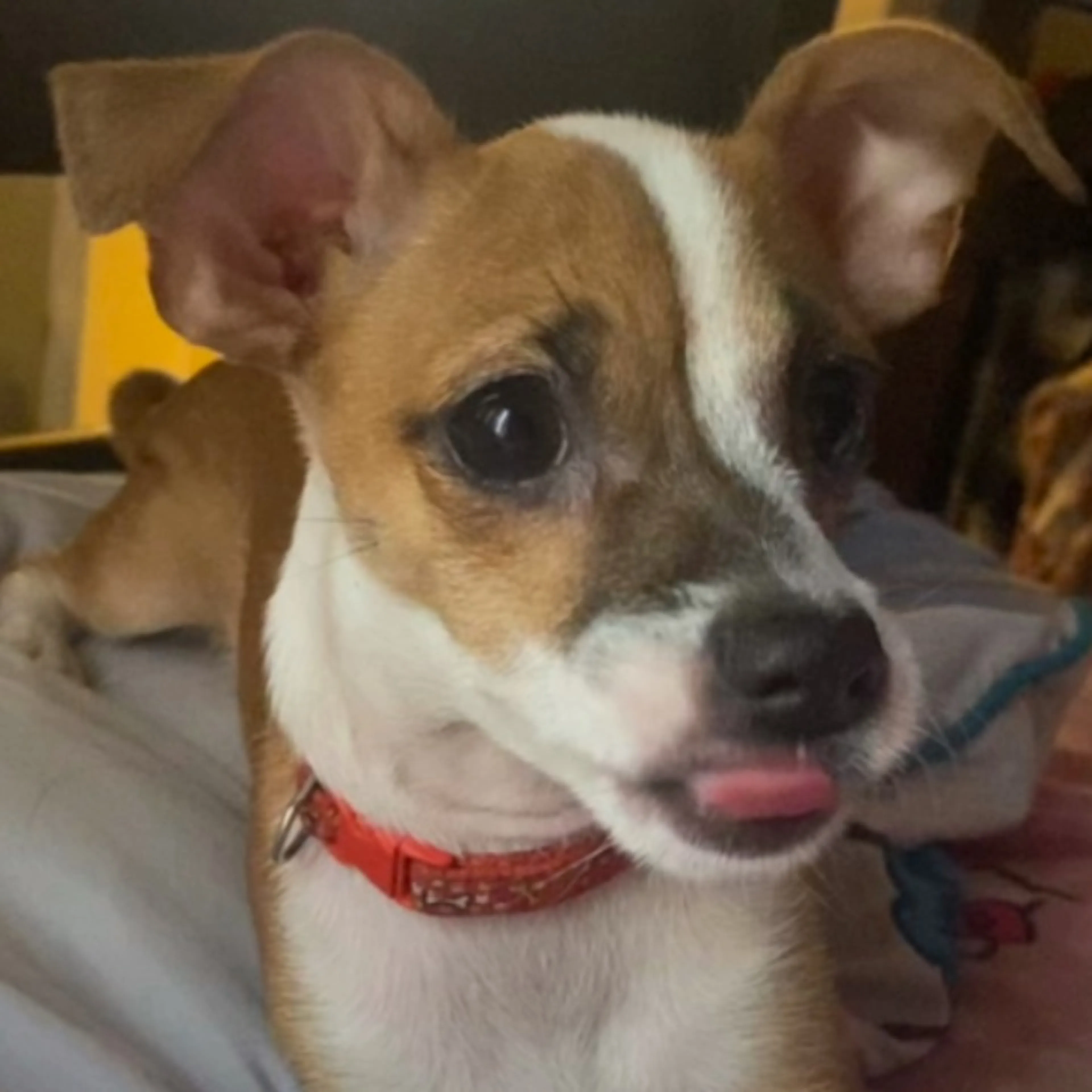 Lost pet