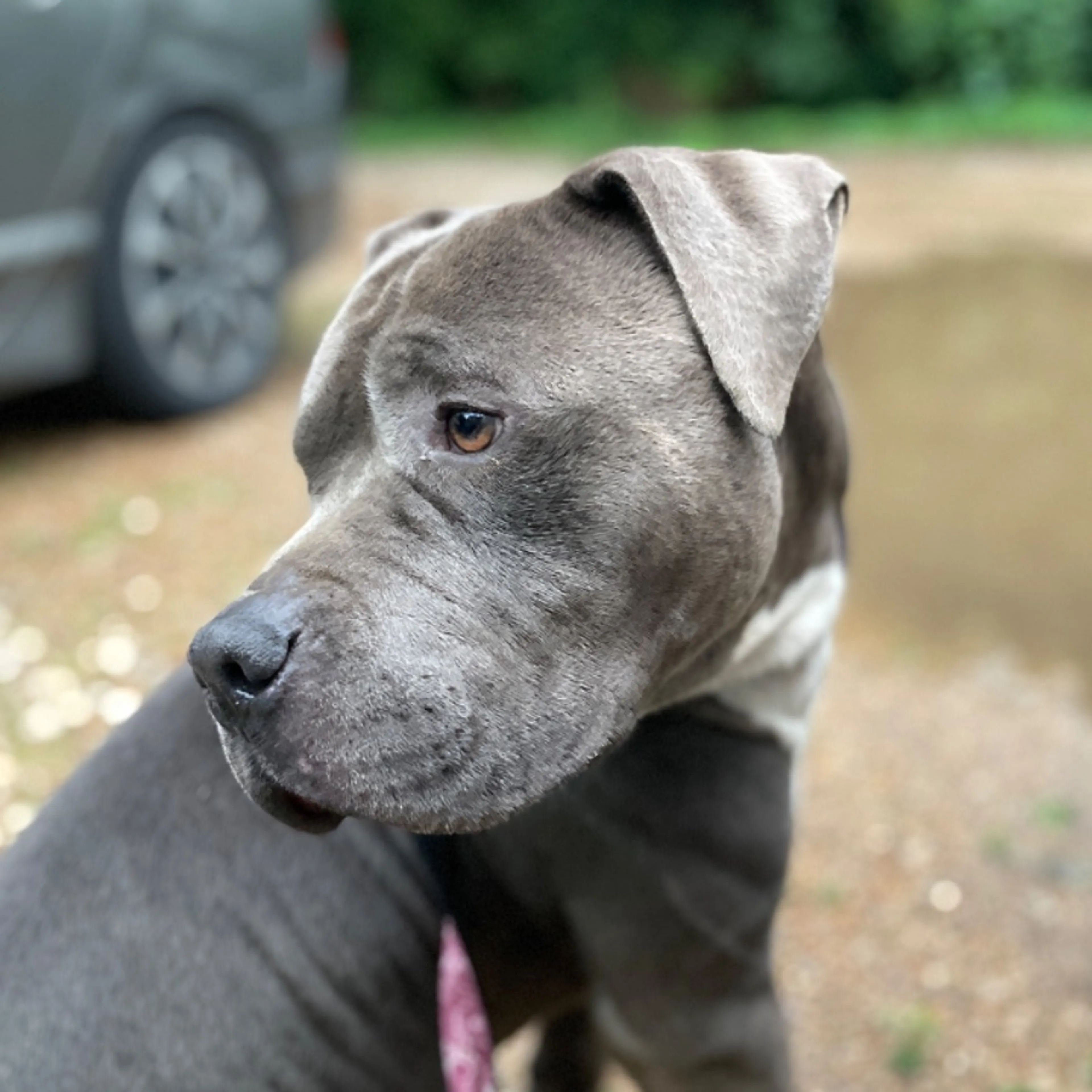 Found pet