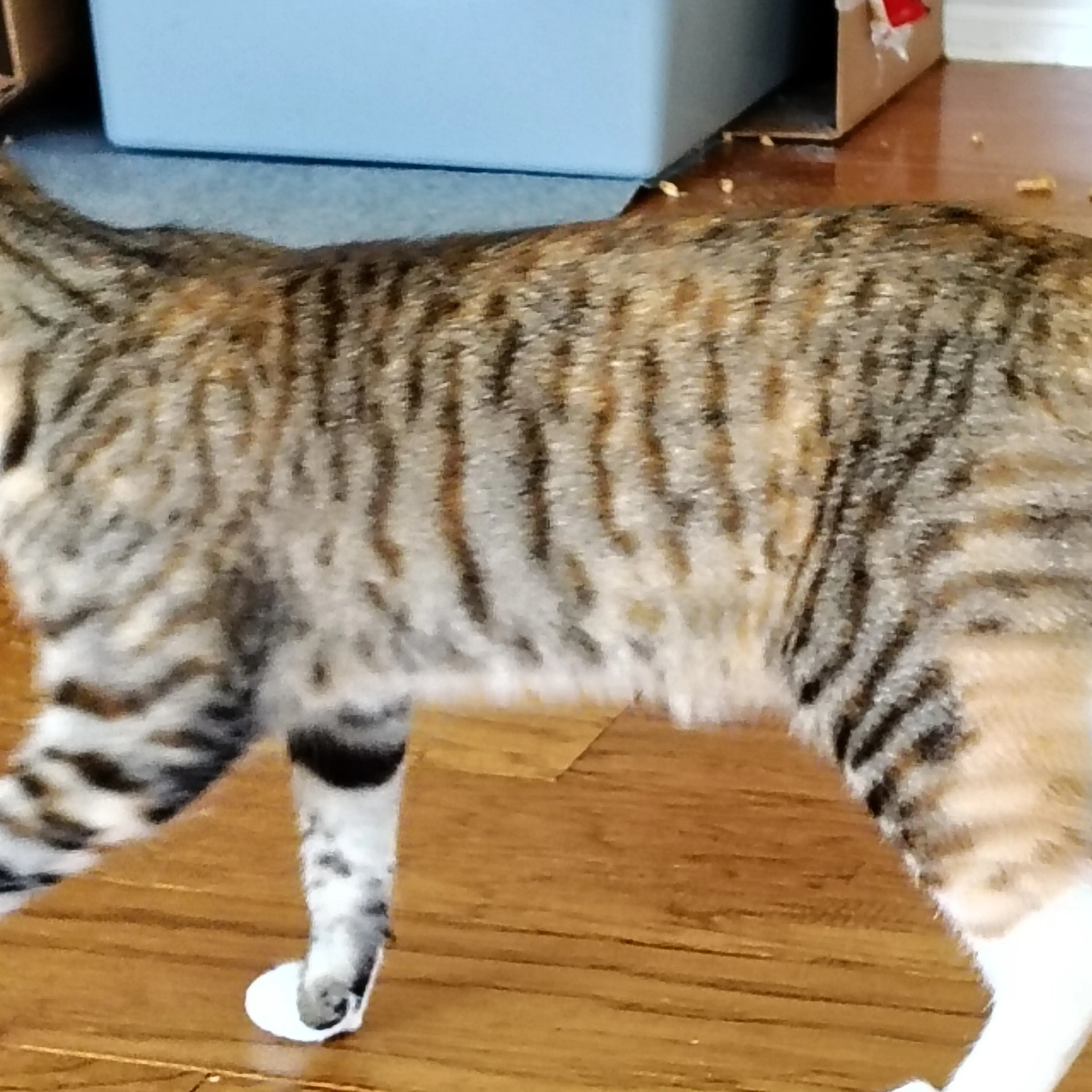 Lost pet-1