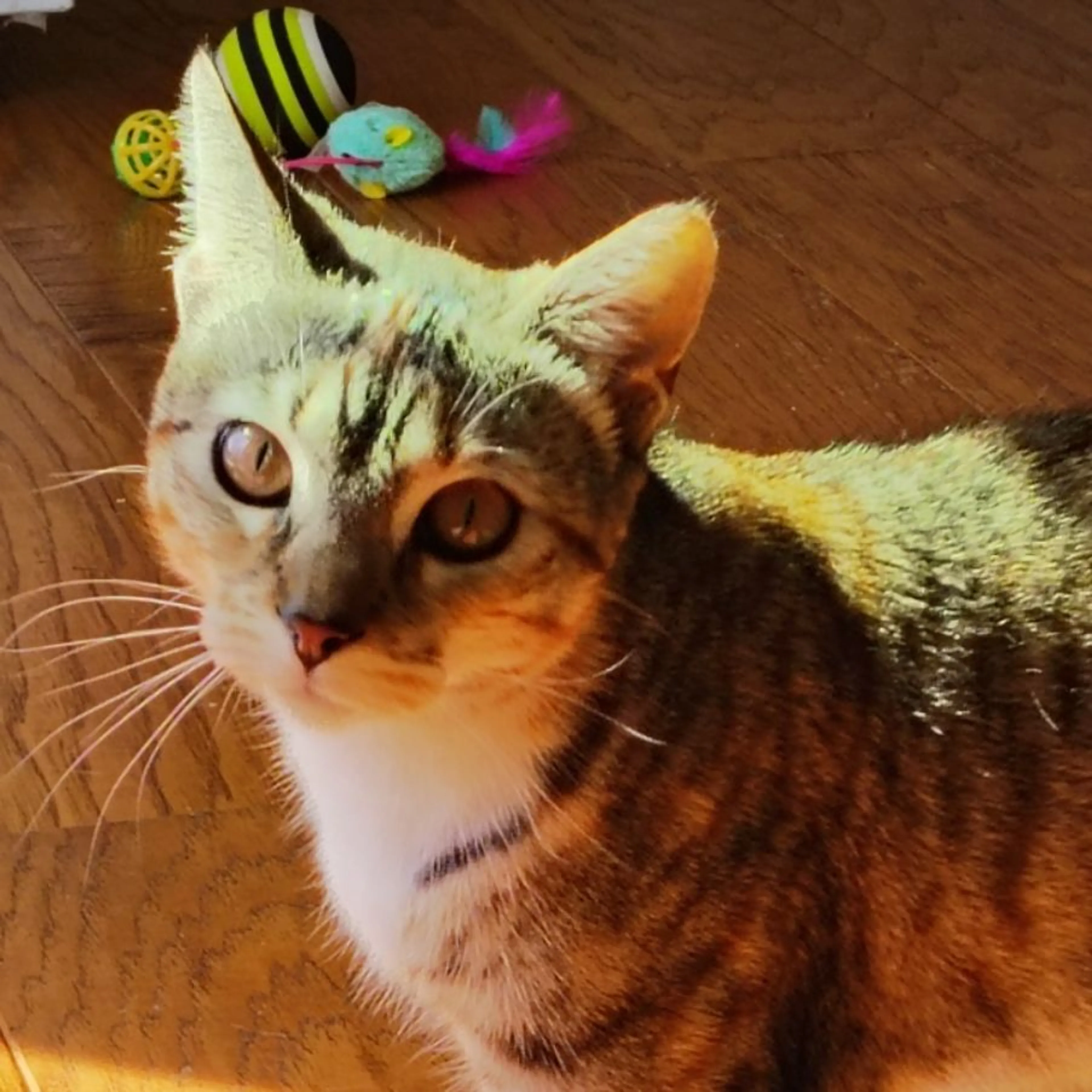 Lost pet-0